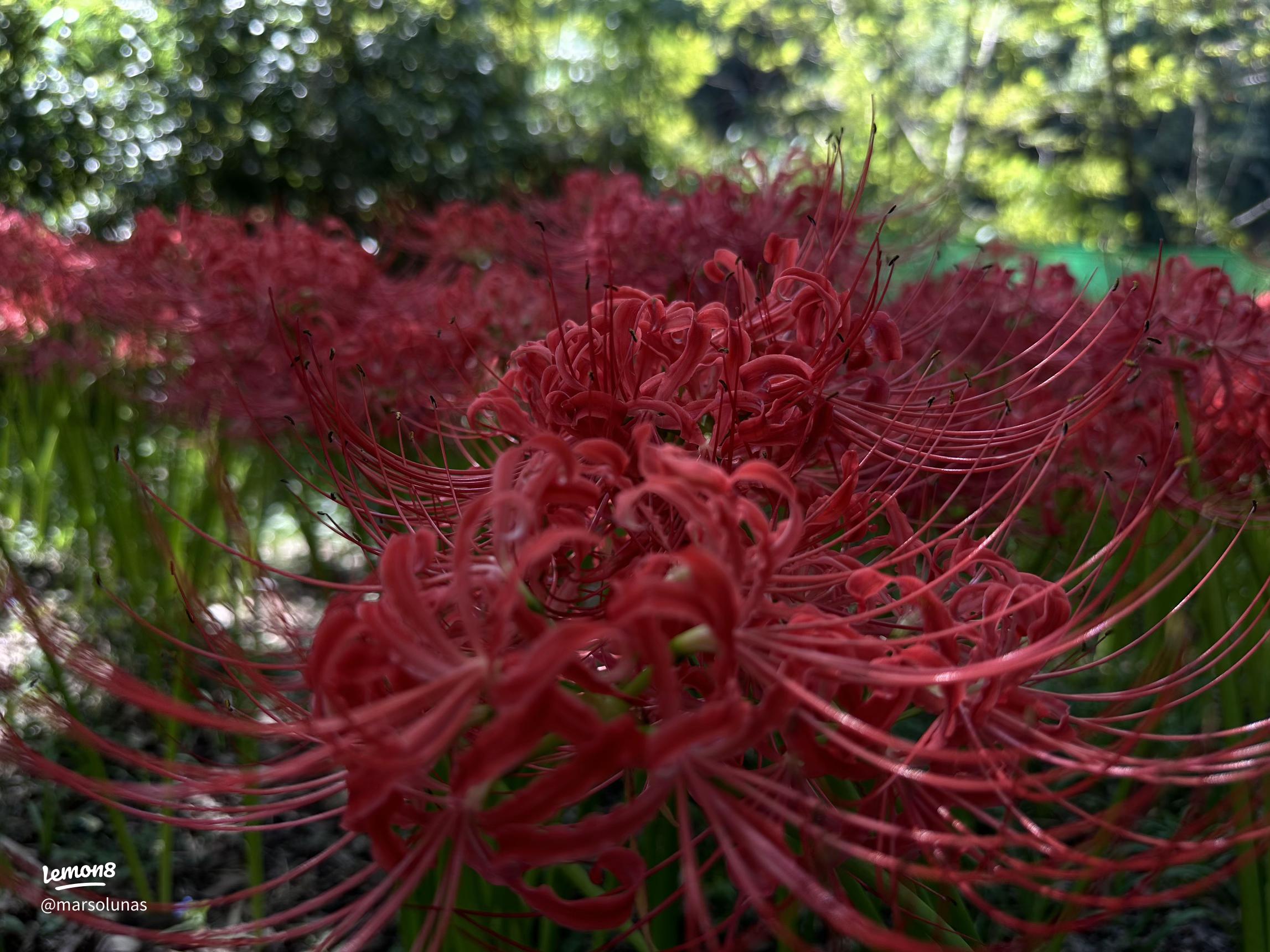 2294x1720 Explore the Red Spider Lily Festival 2024 in Japan