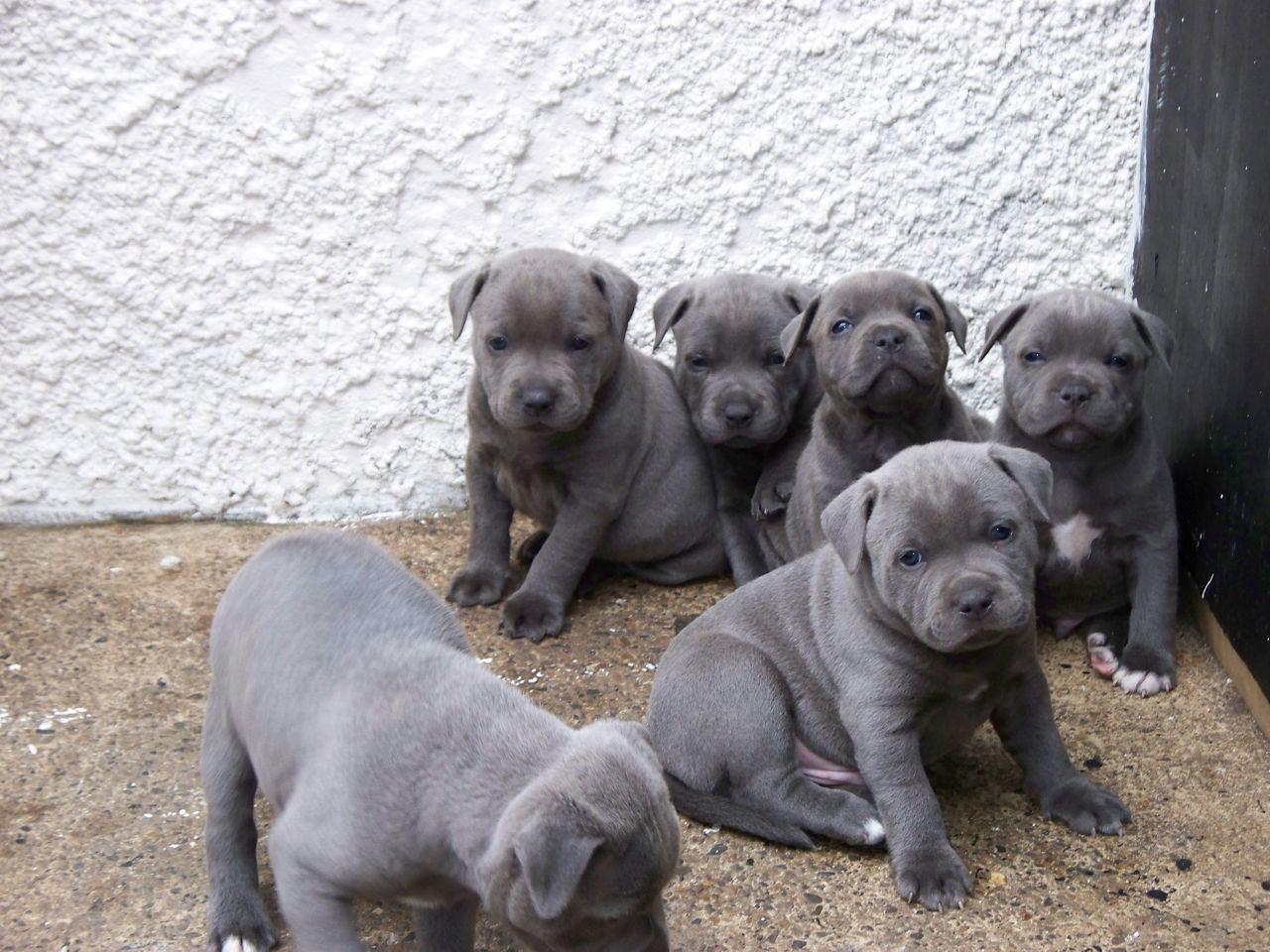 1280x960 Staffordshire Bull Terrier Staffordshire Terrier Puppy