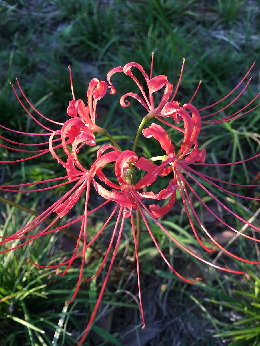 910x1213 HD wallpaper: lycoris radiata, red spider lily, red magic lily, amaryllis