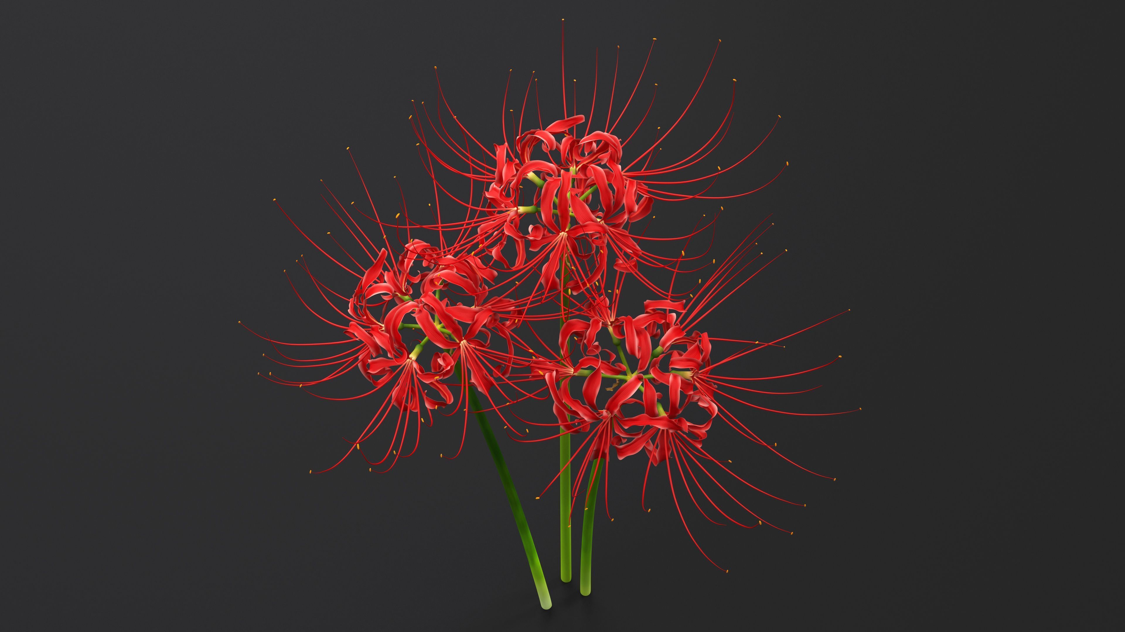 3840x2160 Spider Lily Flowers Bouquet 3D Model $24 - .max .3Ds .blend .c4d .fbx .ma .lxo .obj