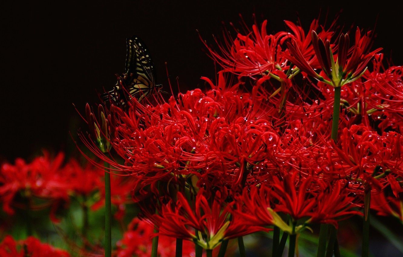 1332x850 Dark Red Lily Wallpaper