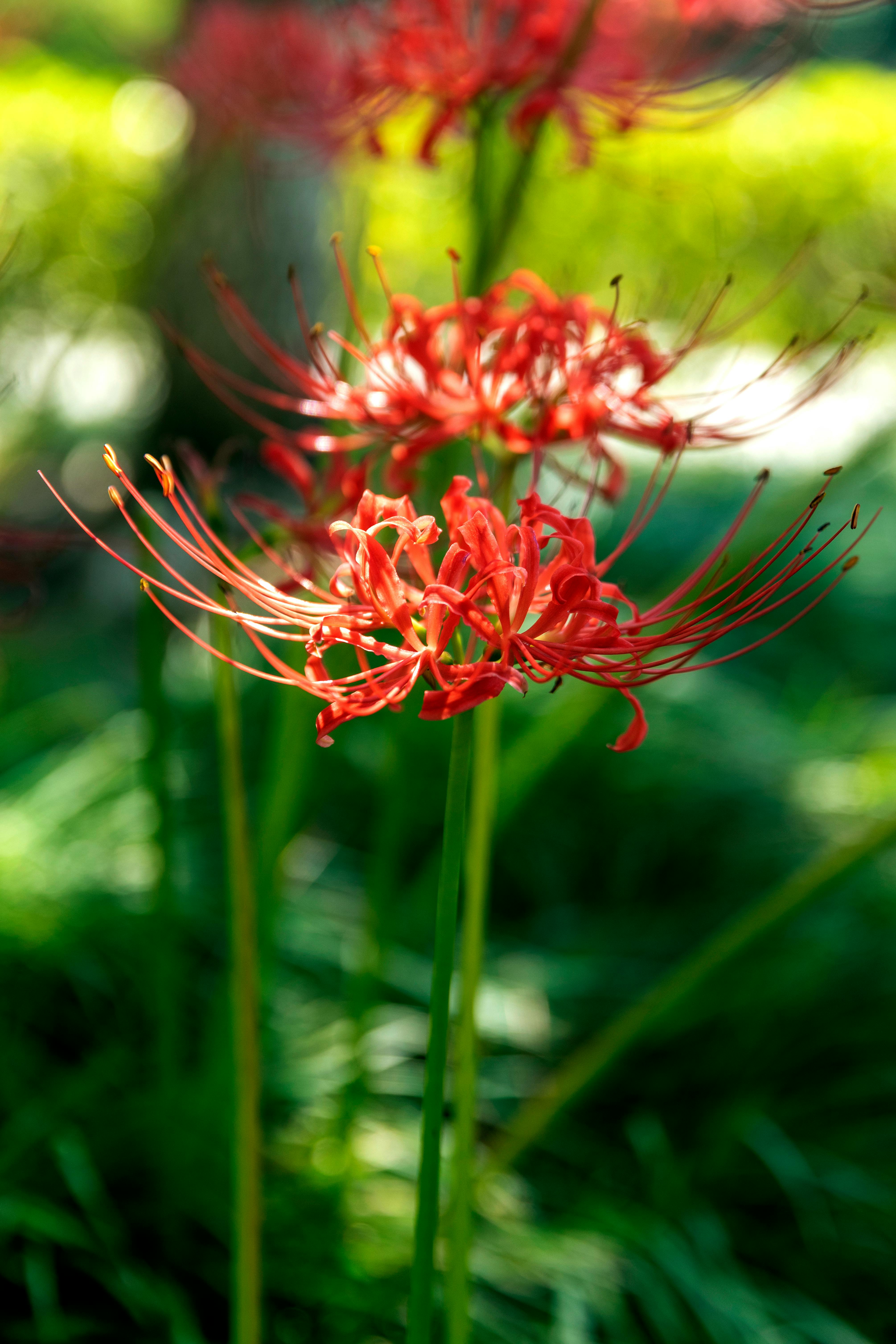 4020x6031 Red Spider Lily Photo, Download The BEST Free Red Spider Lily & HD Image