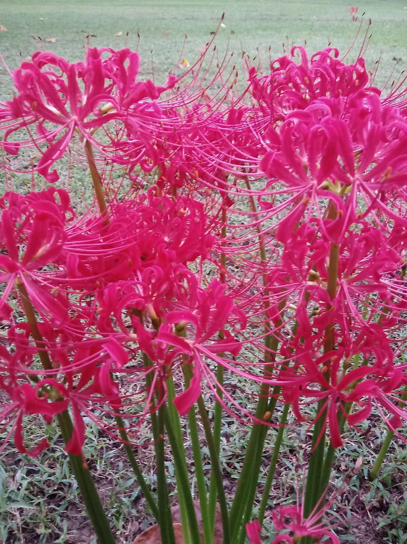 800x1067 Spider lilies, flower, red, HD phone wallpaper