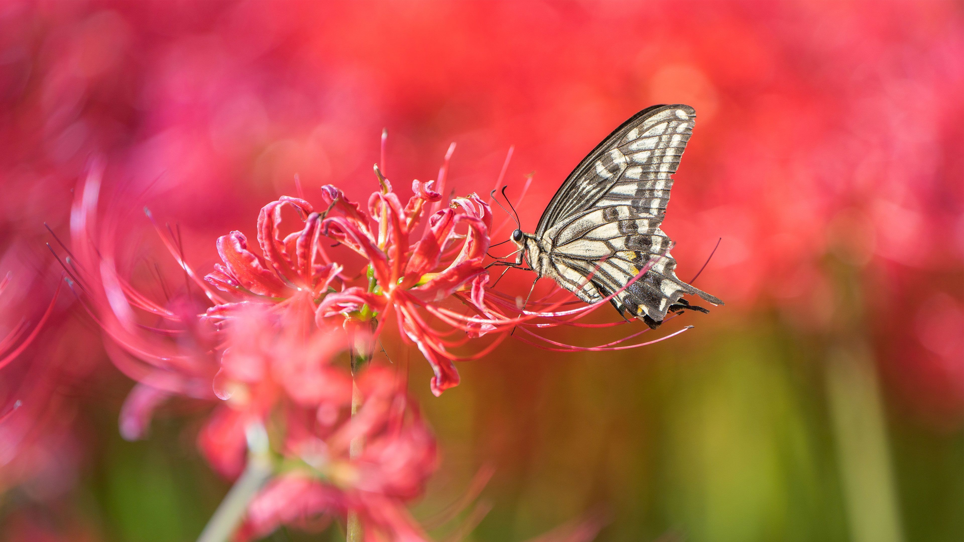 3840x2160 Asian Swallowtail Butterfly On Vibrant Red Spider Lily Wallpaper 4K Abstract & Digital Art Wallpaper
