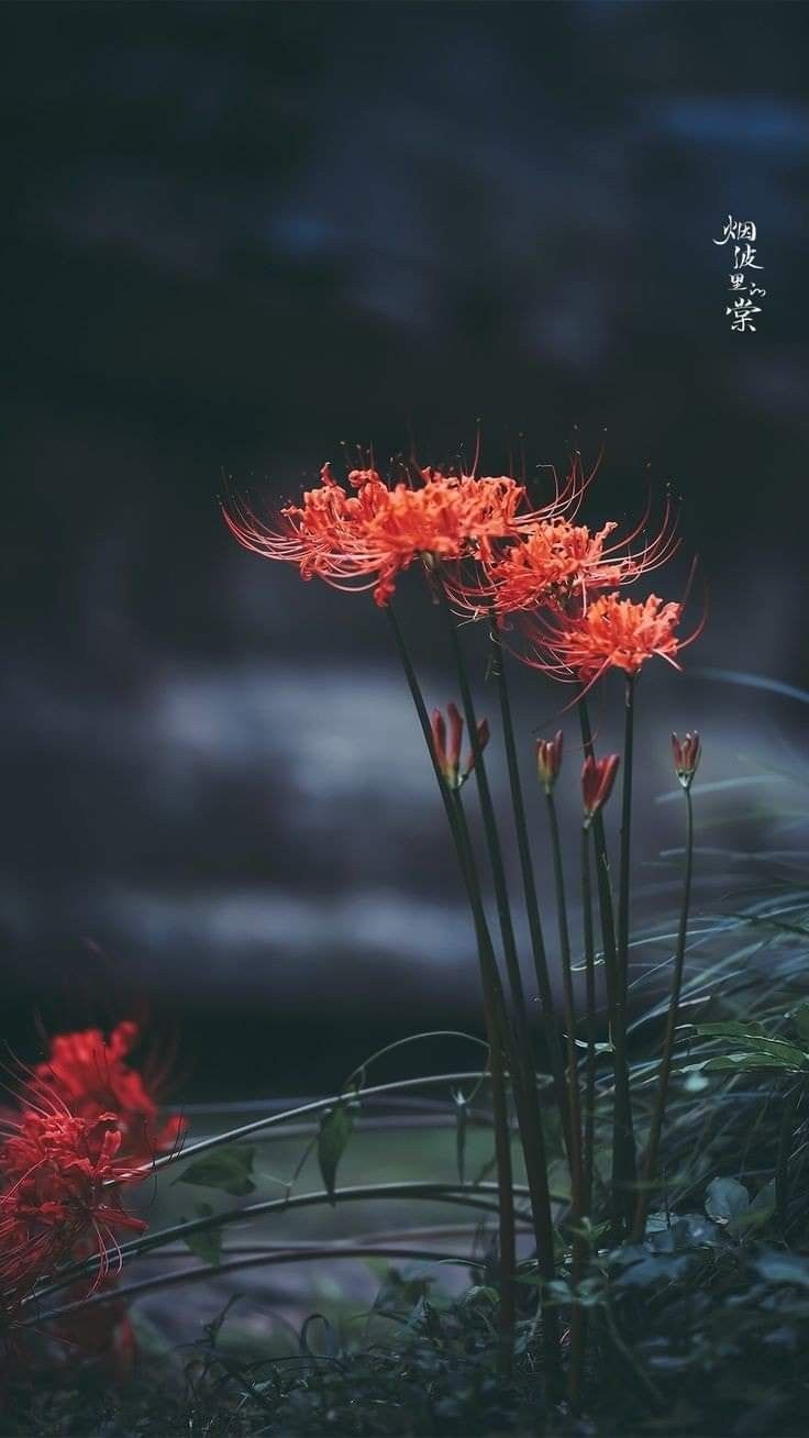 736x1308 Three Red Flowers in Scenic Landscape