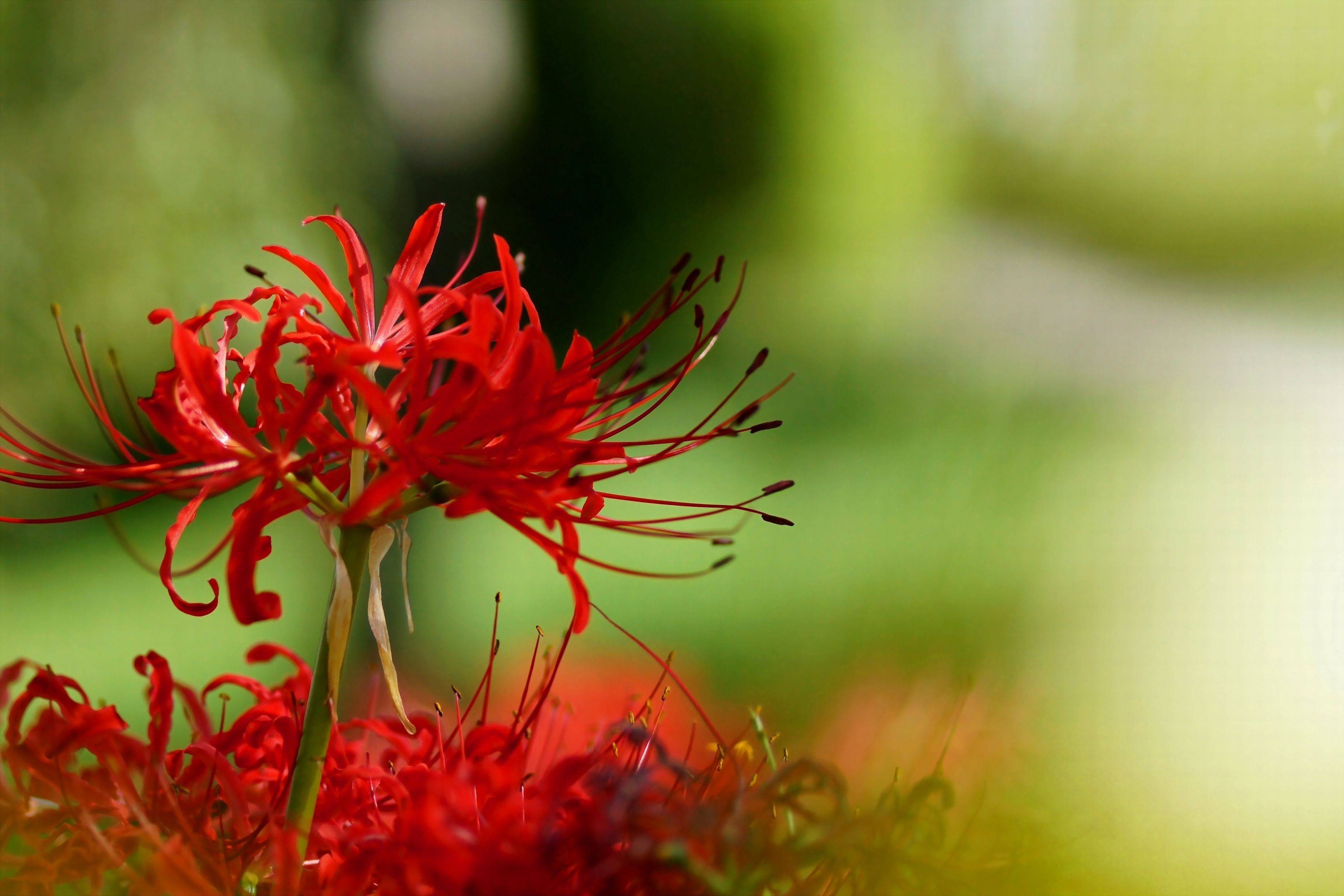 3672x2448 Wallpaper macro, flowers, blur, radiata, Lycoris for mobile and desktop, section цветы, resolution 3672x2448