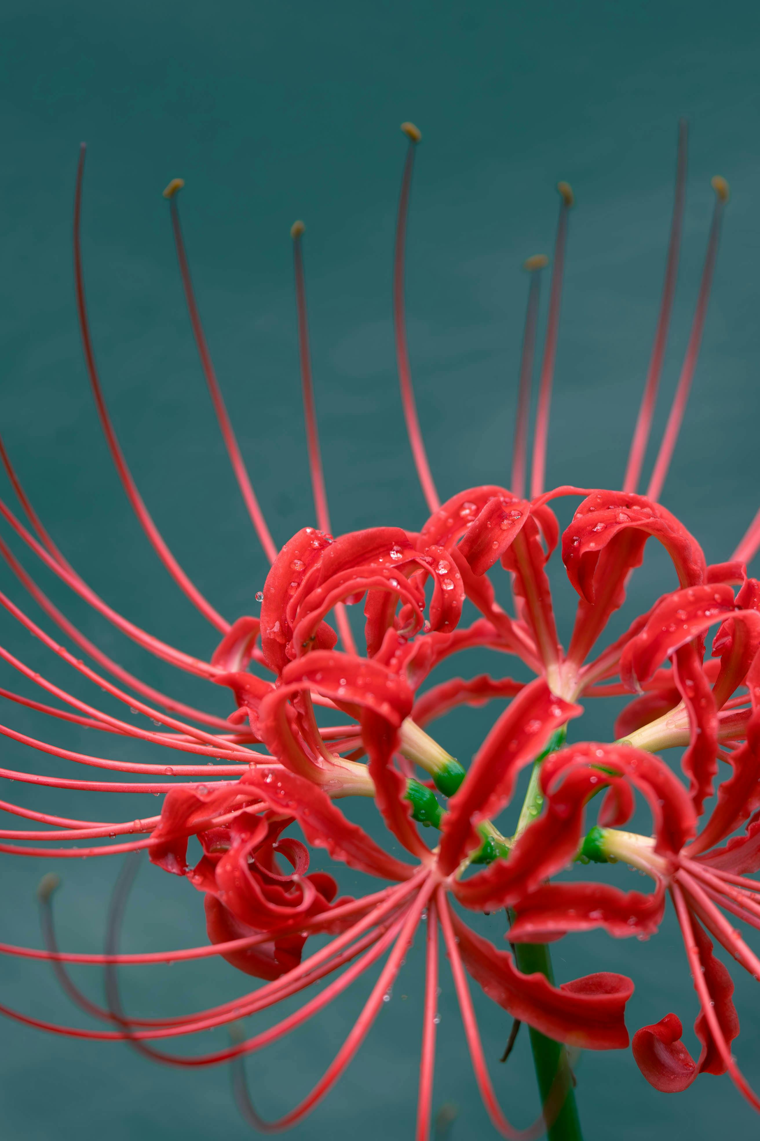 2624x3936 Close Up Of Vibrant Red Spider Lily In Full Bloom · Free