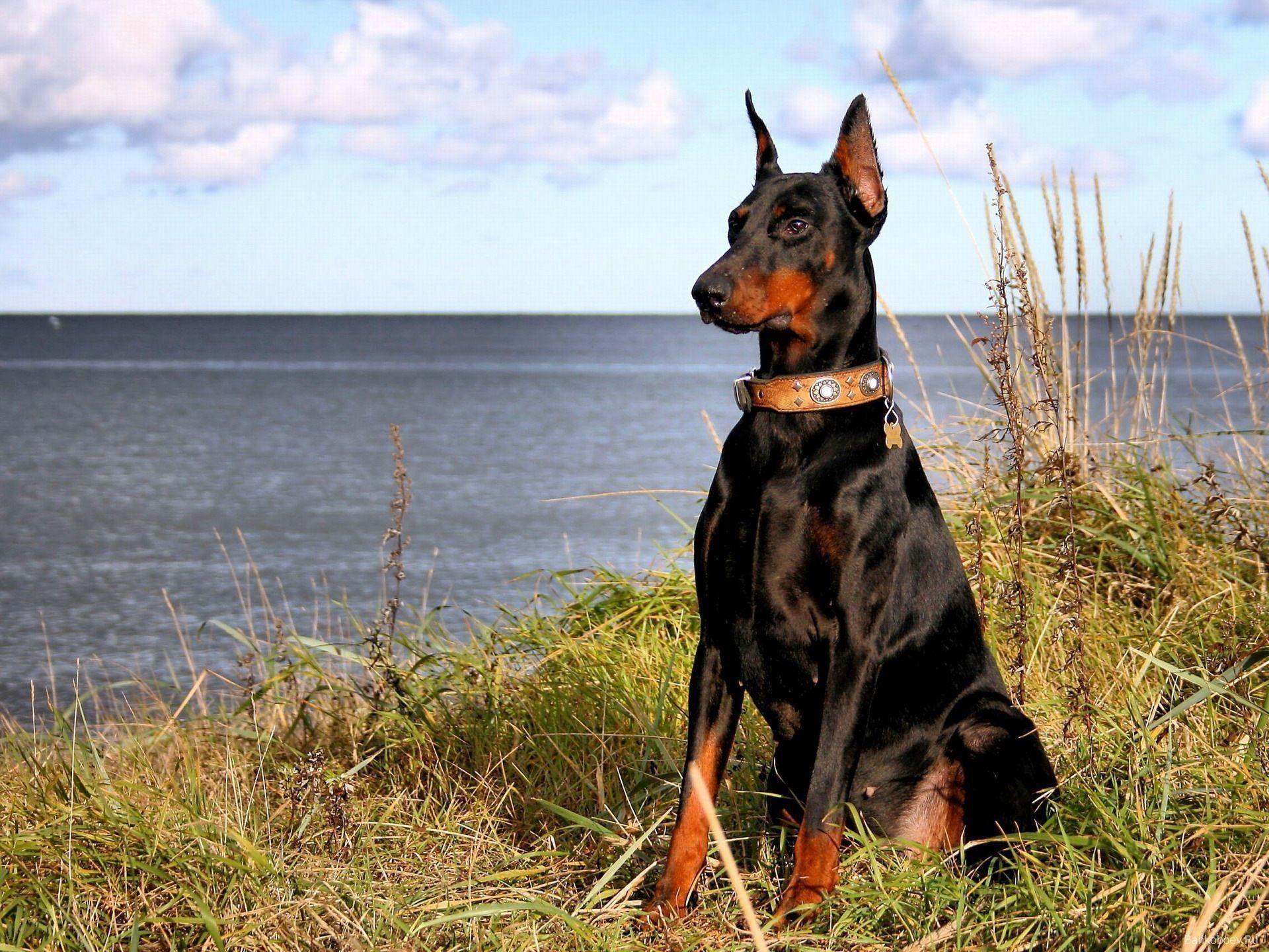 1920x1440 Doberman Wallpaper