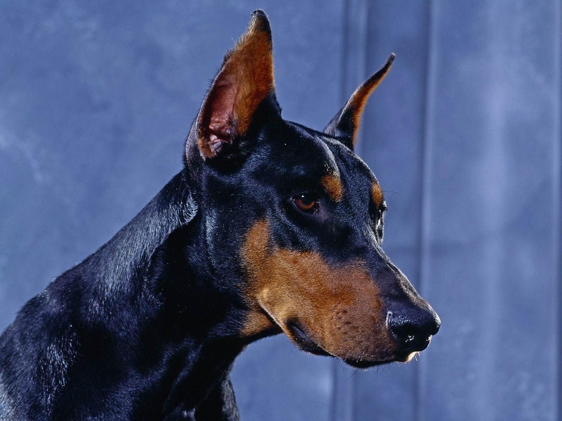 1920x1440 Doberman Wallpaper