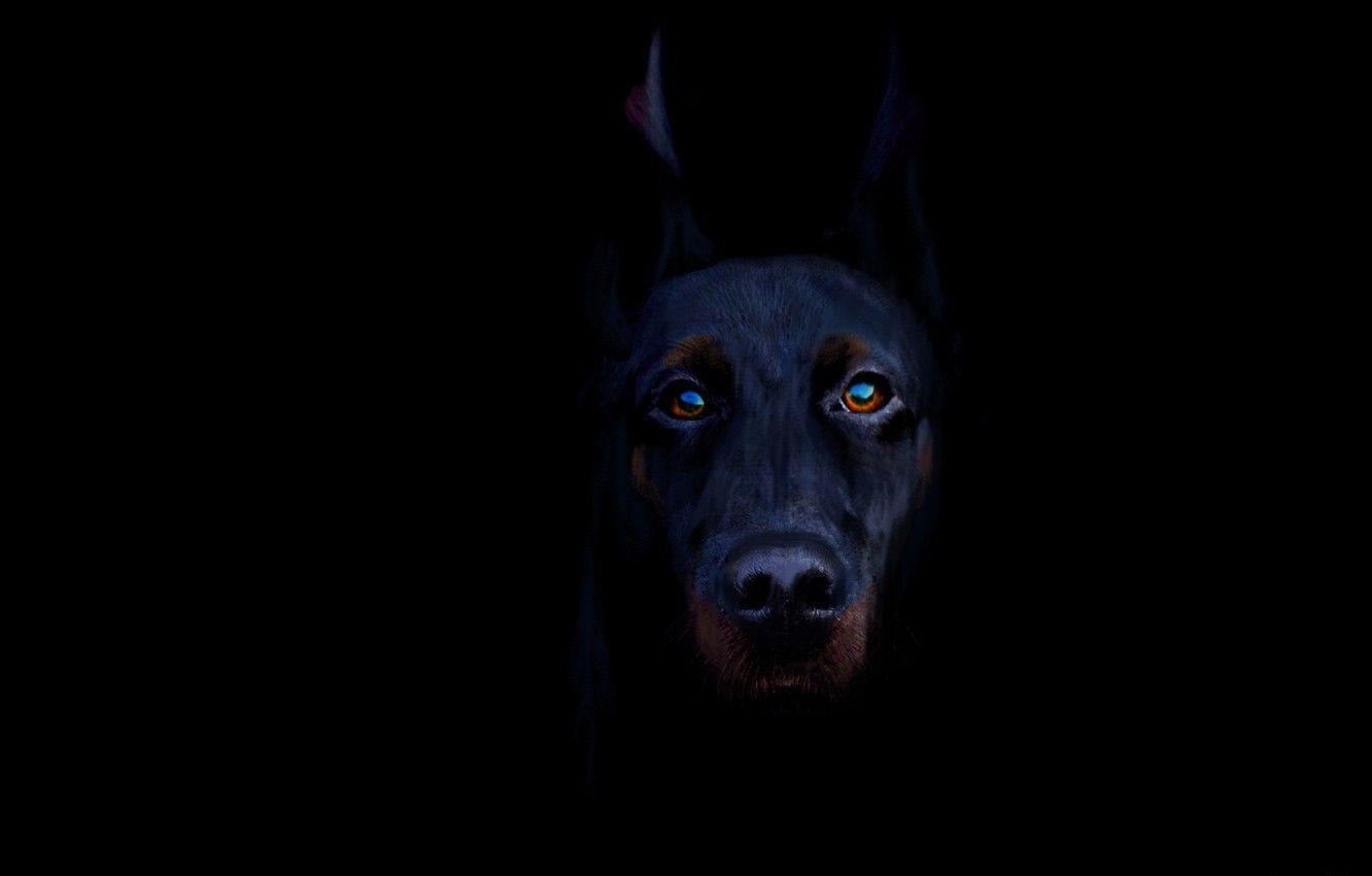 Black Doberman Wallpapers - Top Free Black Doberman Backgrounds - WallpaperAccess