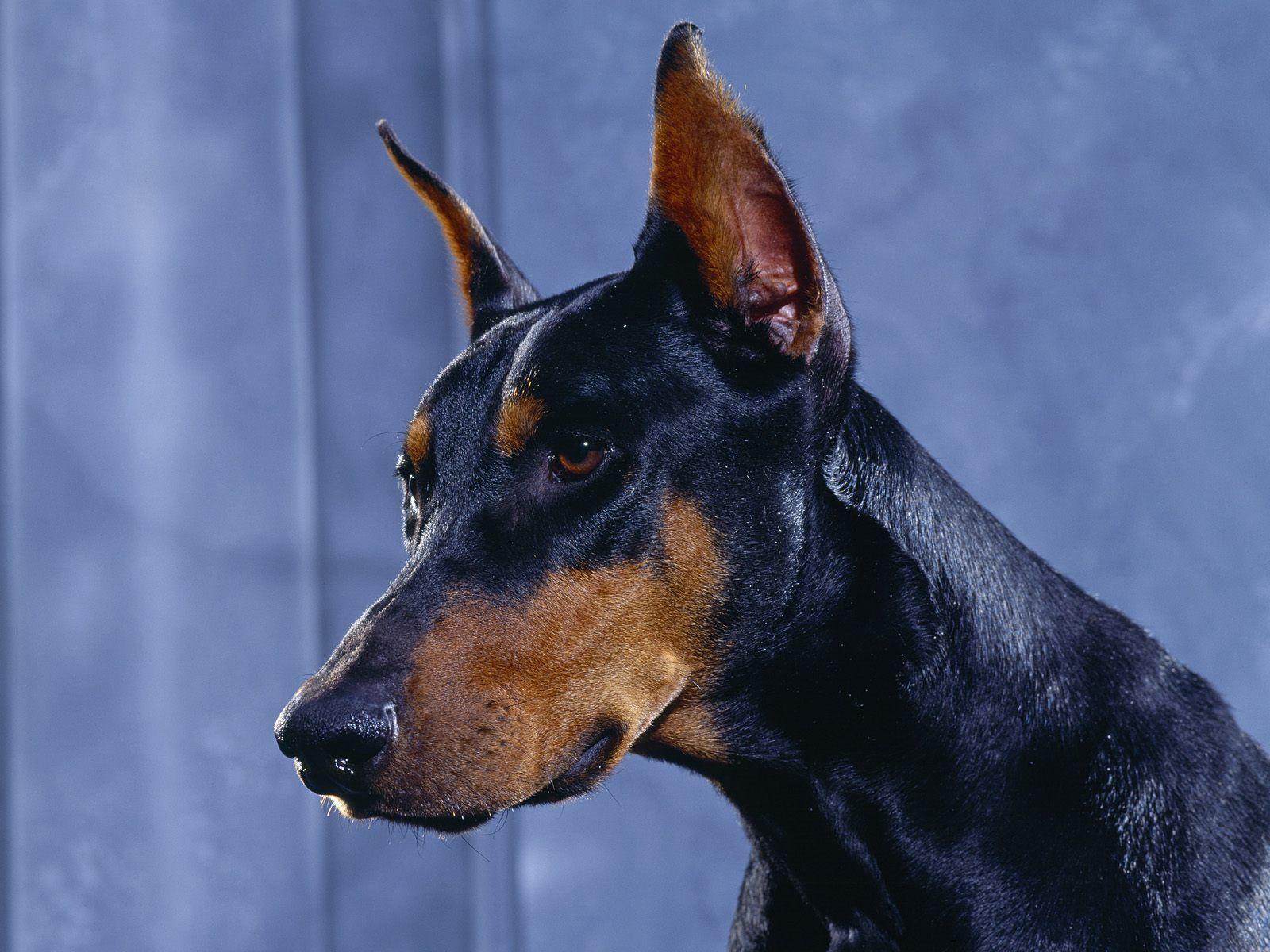 free doberman pinscher