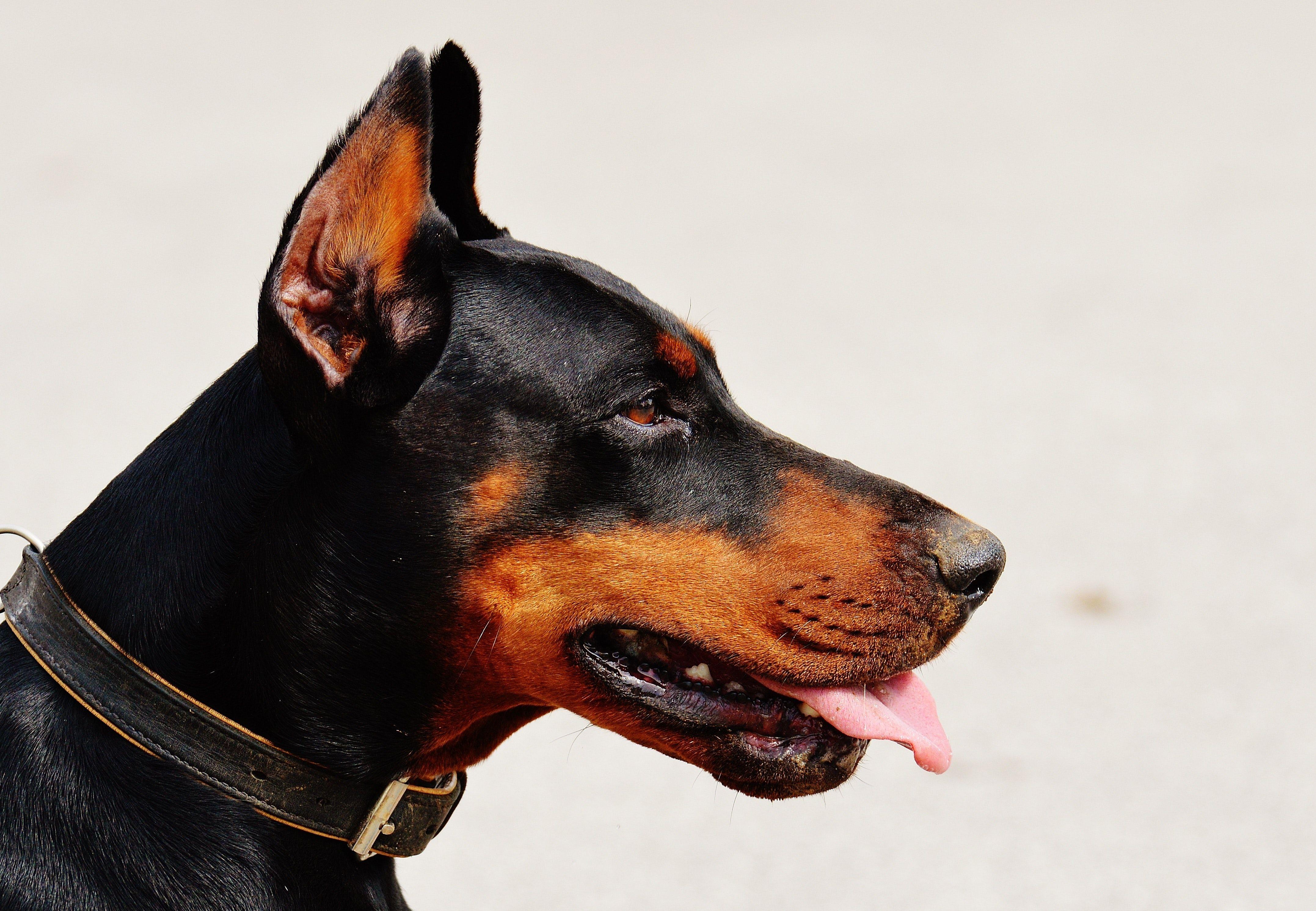 Black Doberman Wallpapers - Top Free Black Doberman Backgrounds - WallpaperAccess