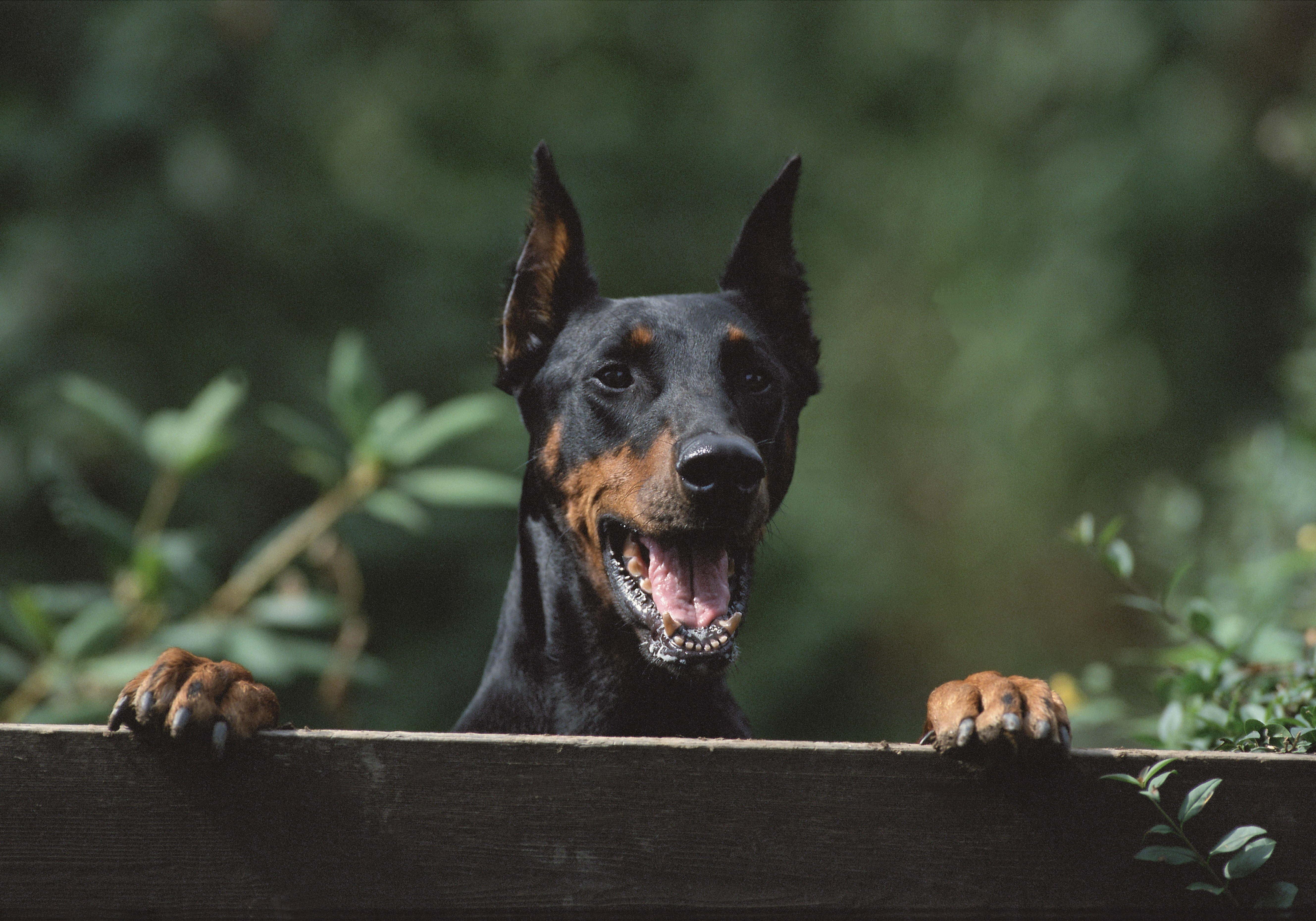5315x3720 Selective Photography Of Adult Black And Tan Doberman Pinscher Close Up Photo HD Wallpaper