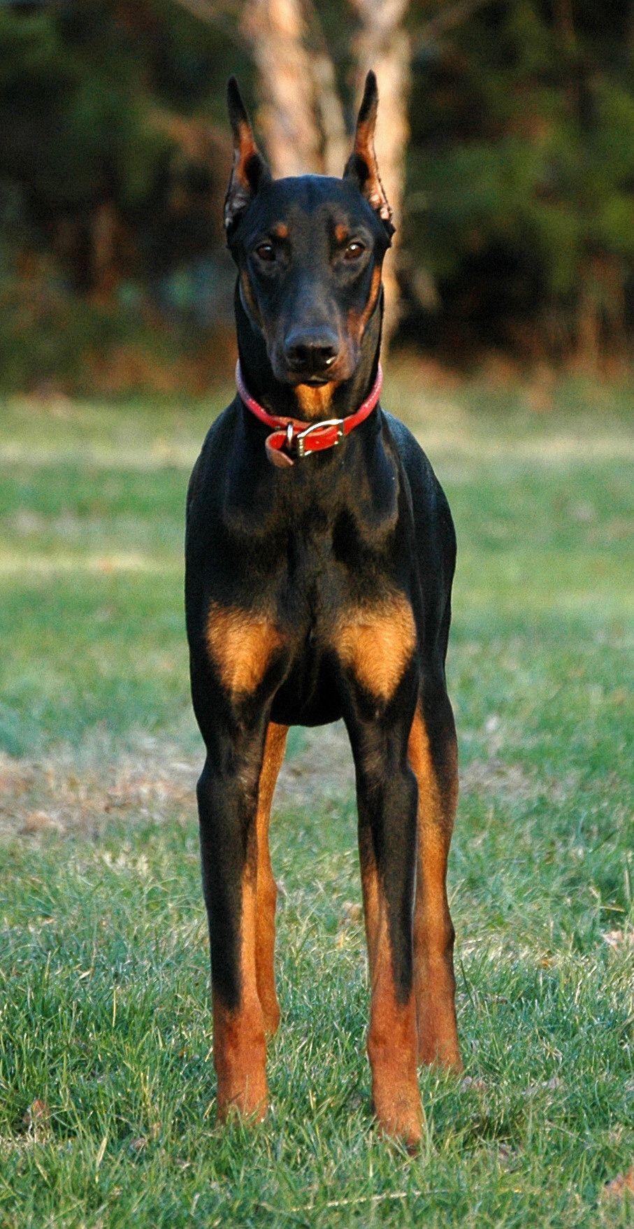 907x1757 Doberman Wallpaper