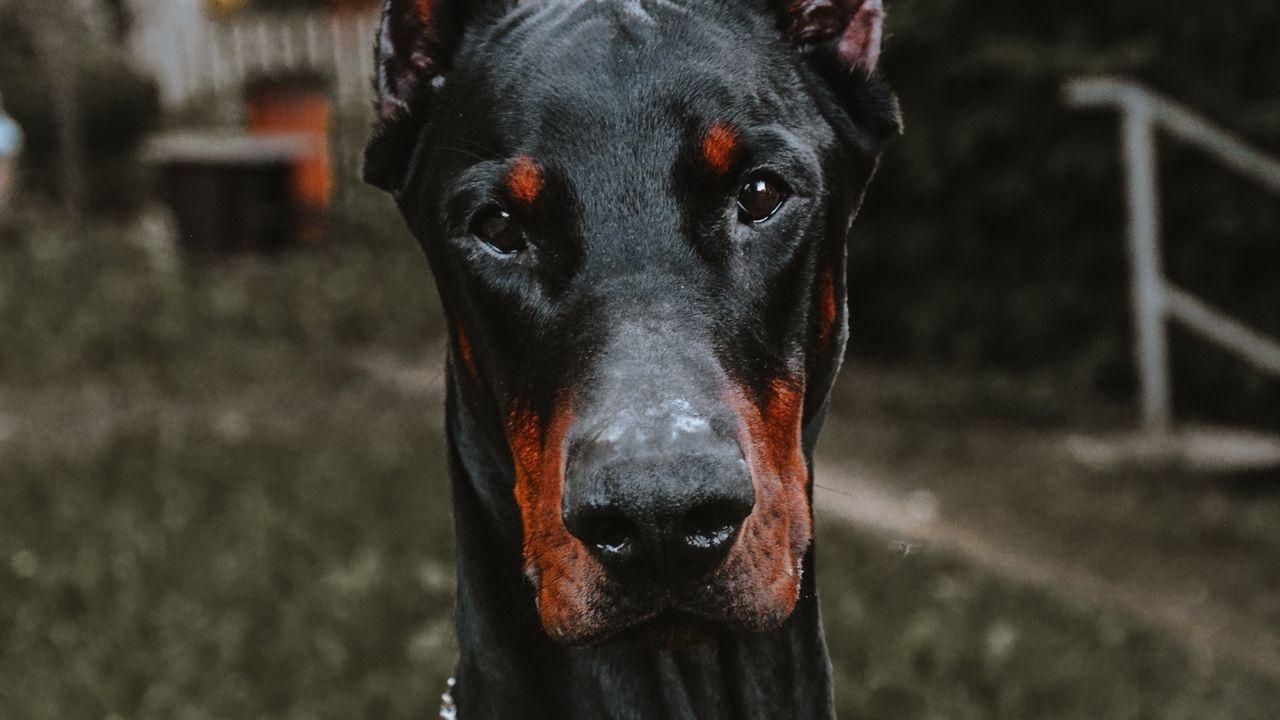1280x720 Wallpaper doberman, dog, black, pet, animal hd, picture, image