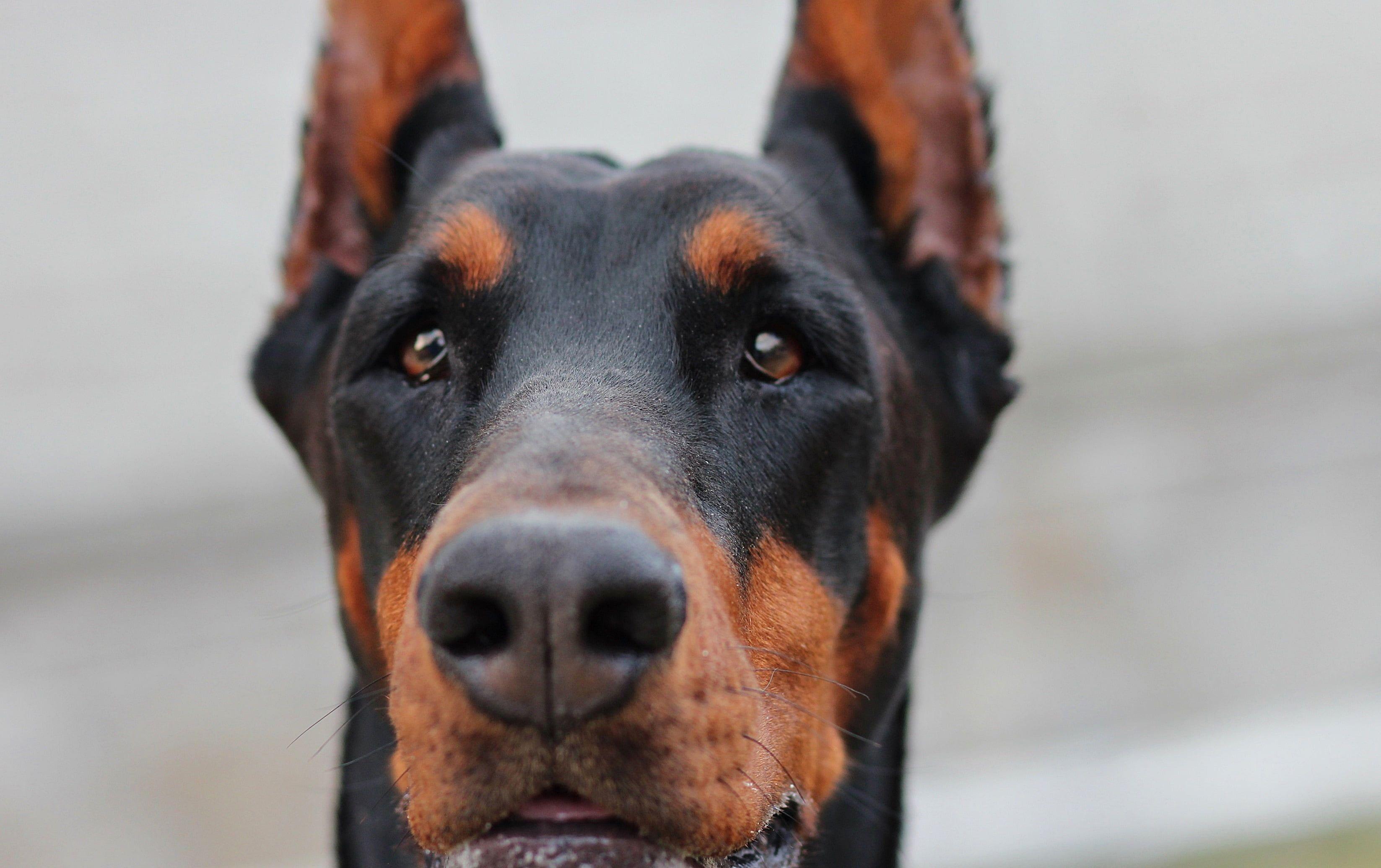 3294x2071 Adult black and brown Doberman pinscher HD wallpaper