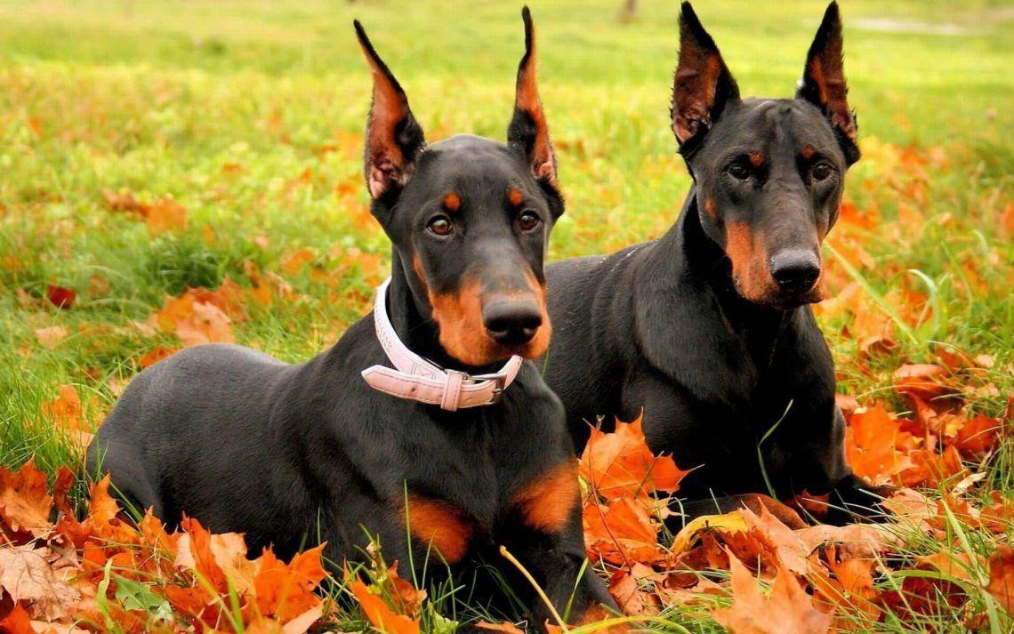 1140x713 doberman pinscher Personality, temperament and picture