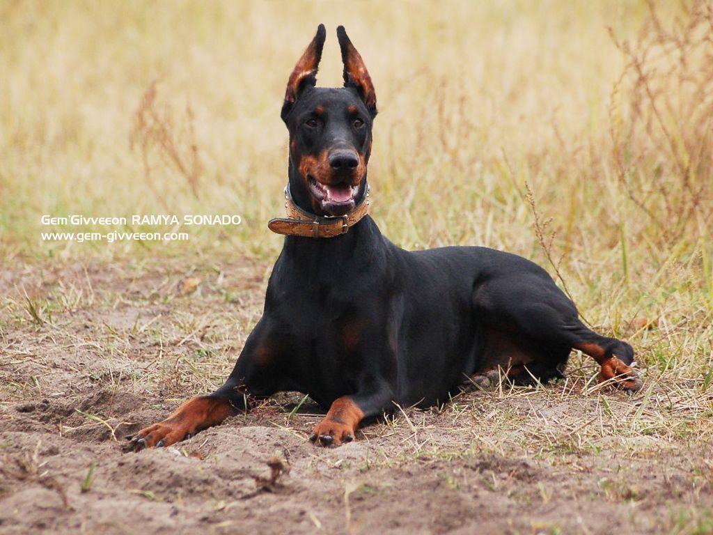 1024x768 Doberman Wallpaper