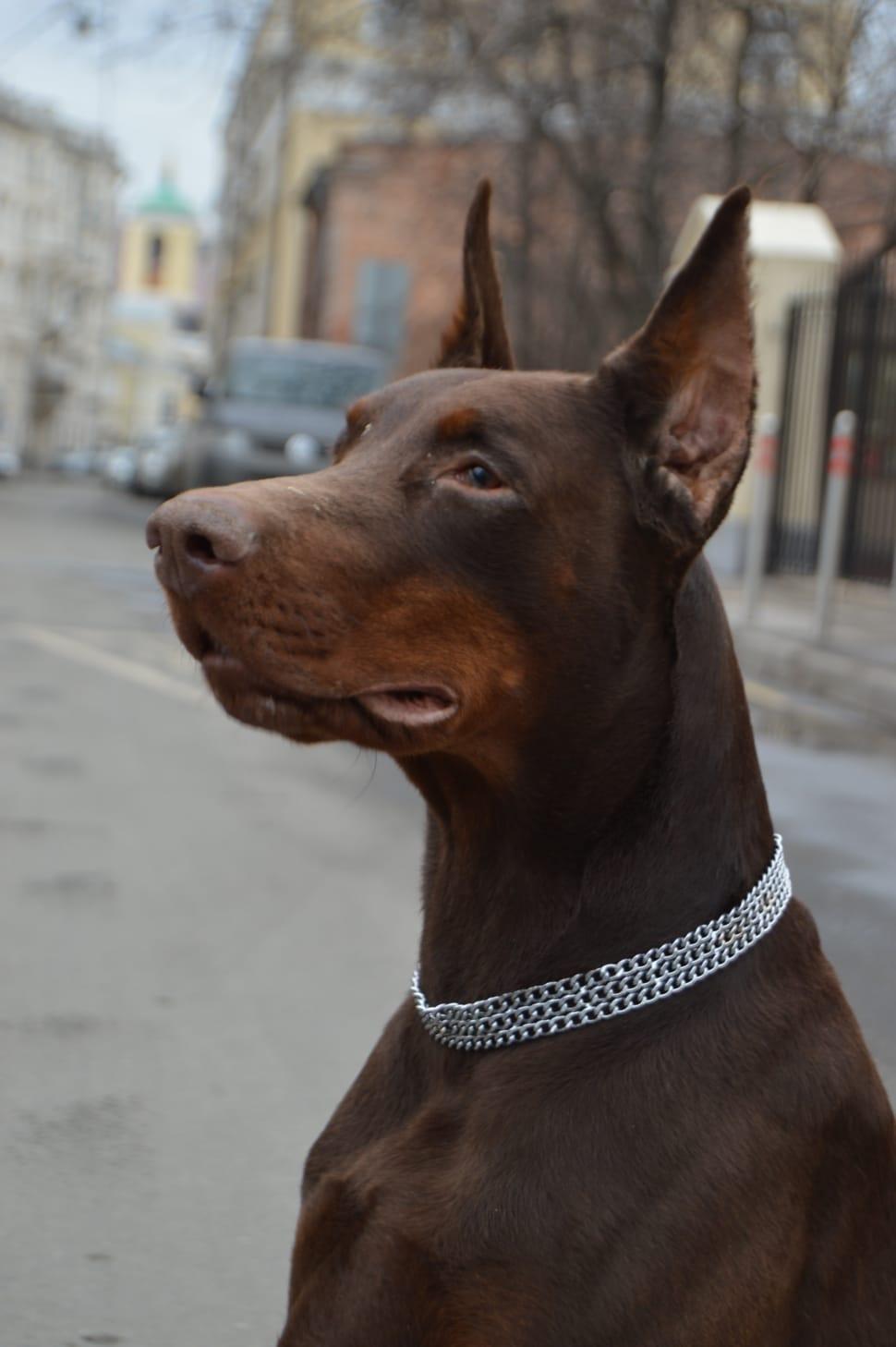970x1458 black and tan doberman pinscher free image