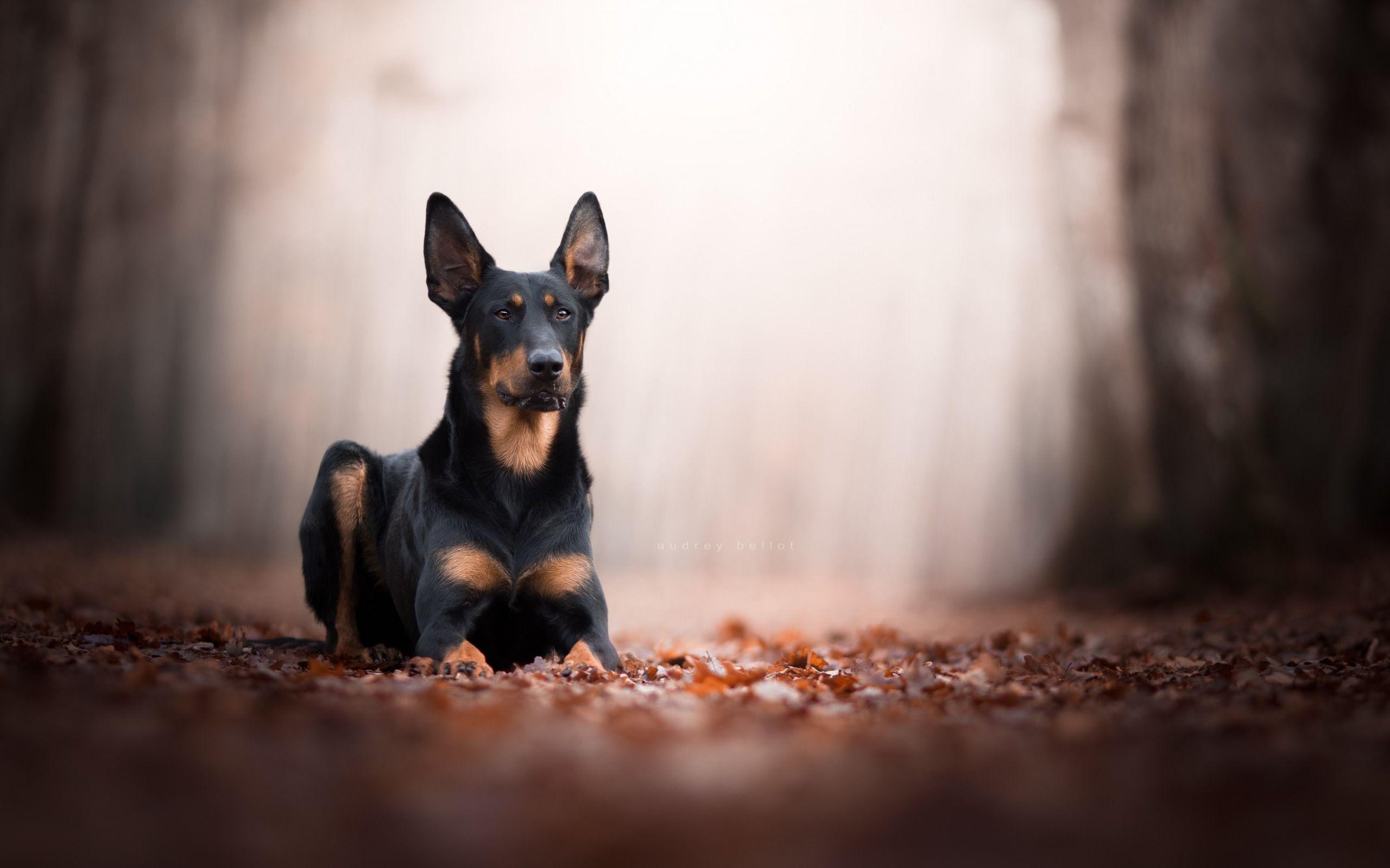 2560x1600 Download wallpaper doberman, forest, pets, black dog for desktop