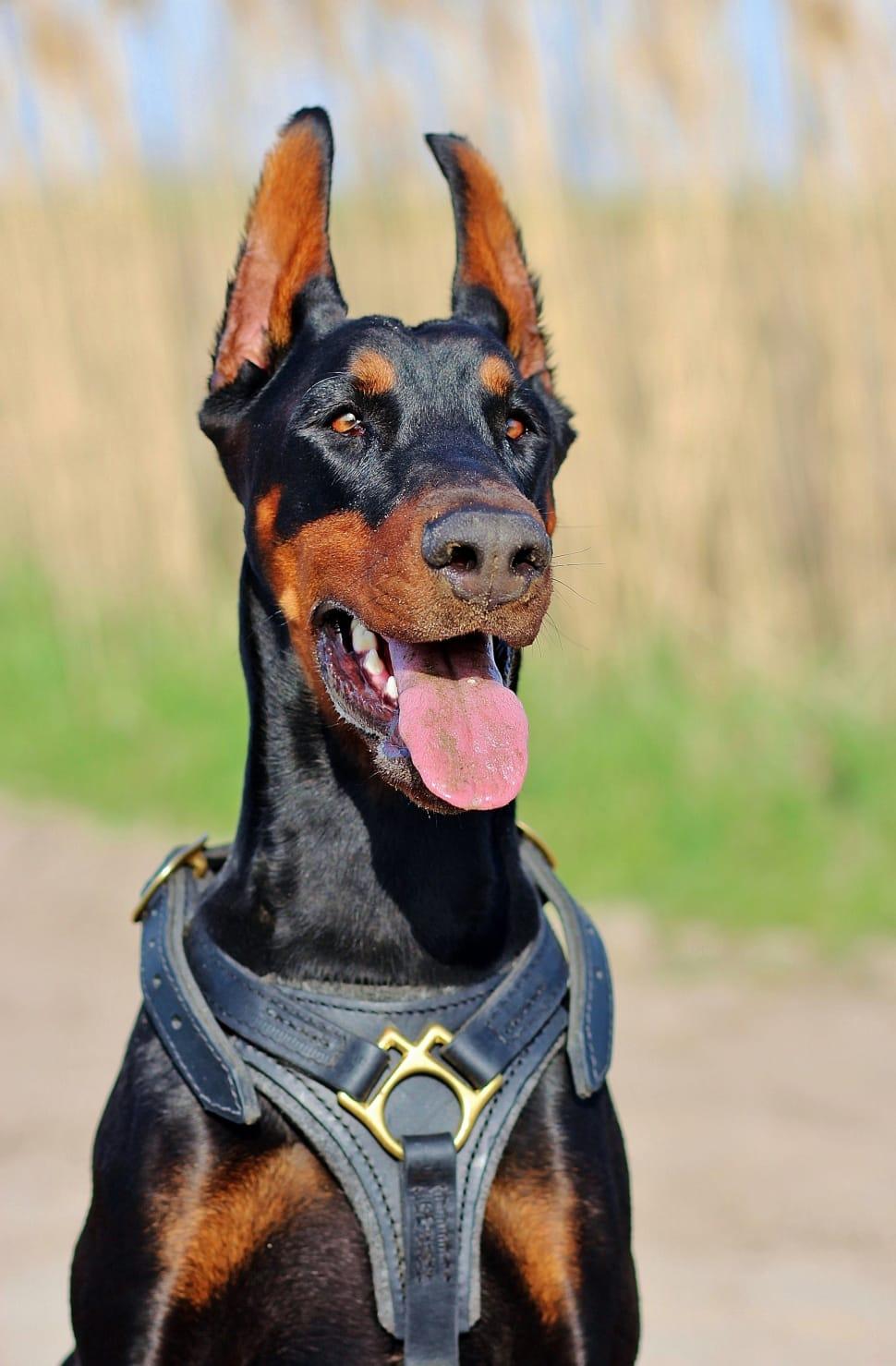 970x1479 Black And Tan Doberman Pinscher Preview Black