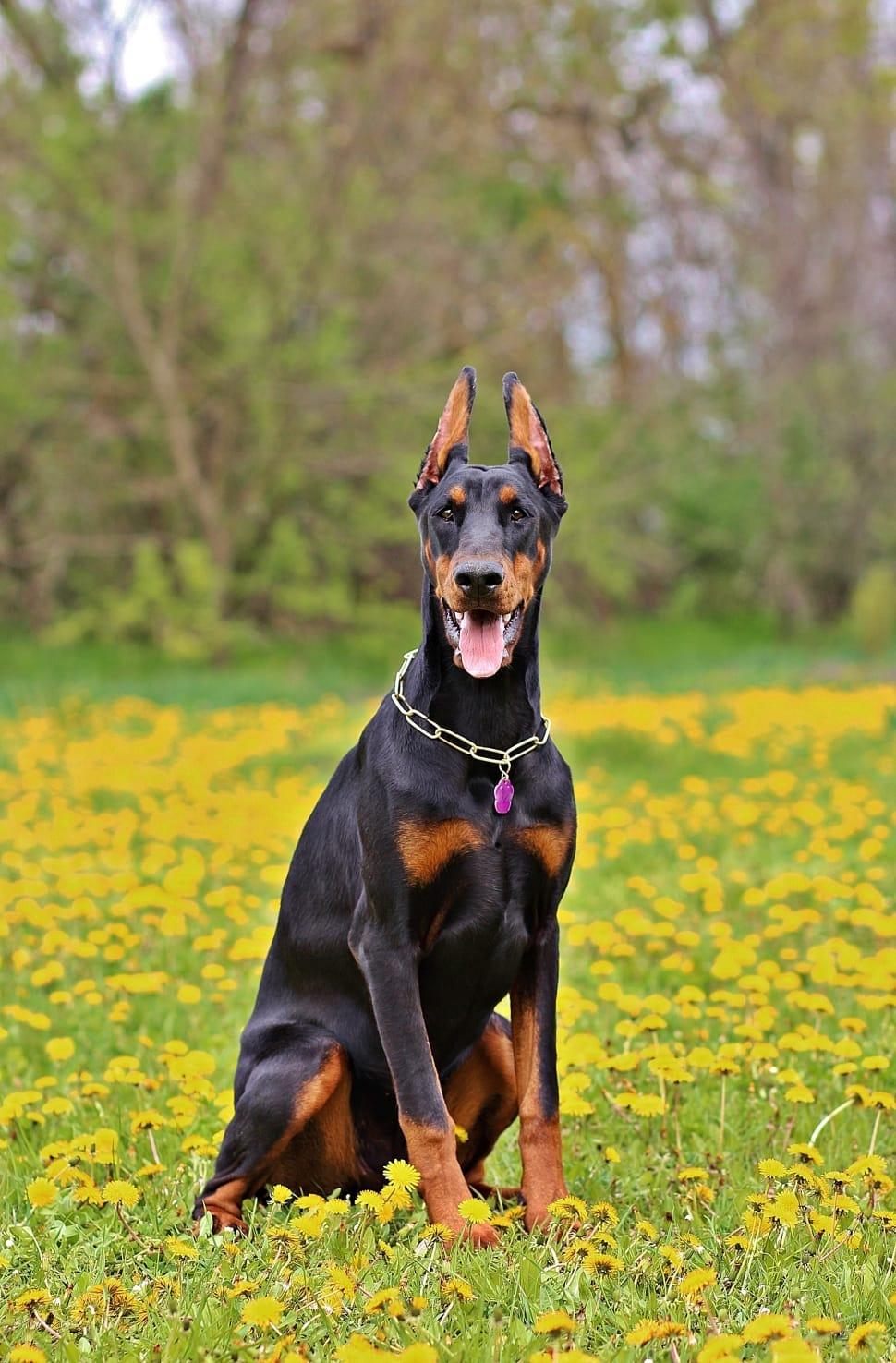 970x1476 black doberman pinscher free image