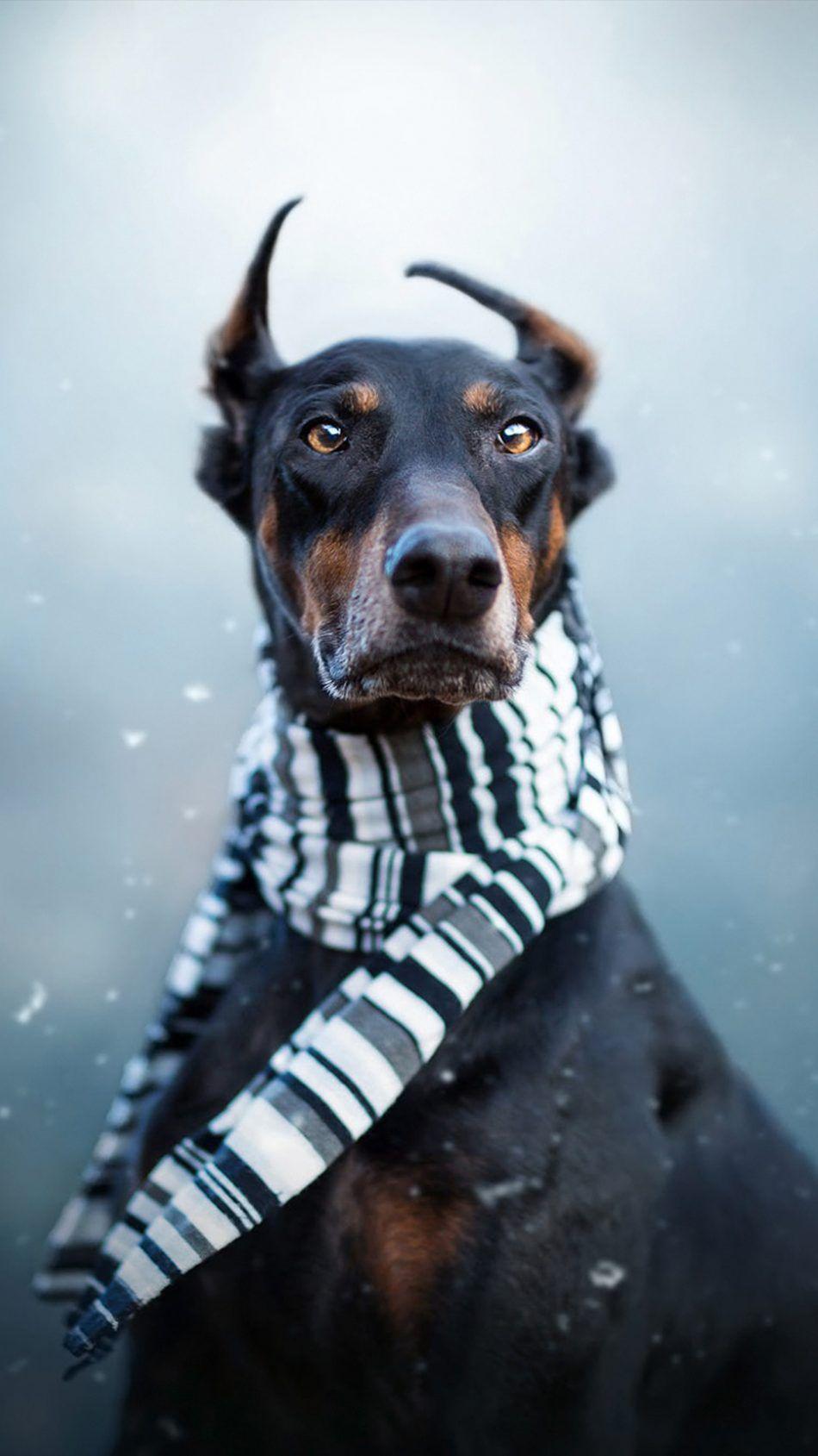 950x1689 Doberman Pet Dog Winter Scarf 4K Ultra HD Mobile Wallpaper. Dog wallpaper, Doberman, Winter dog