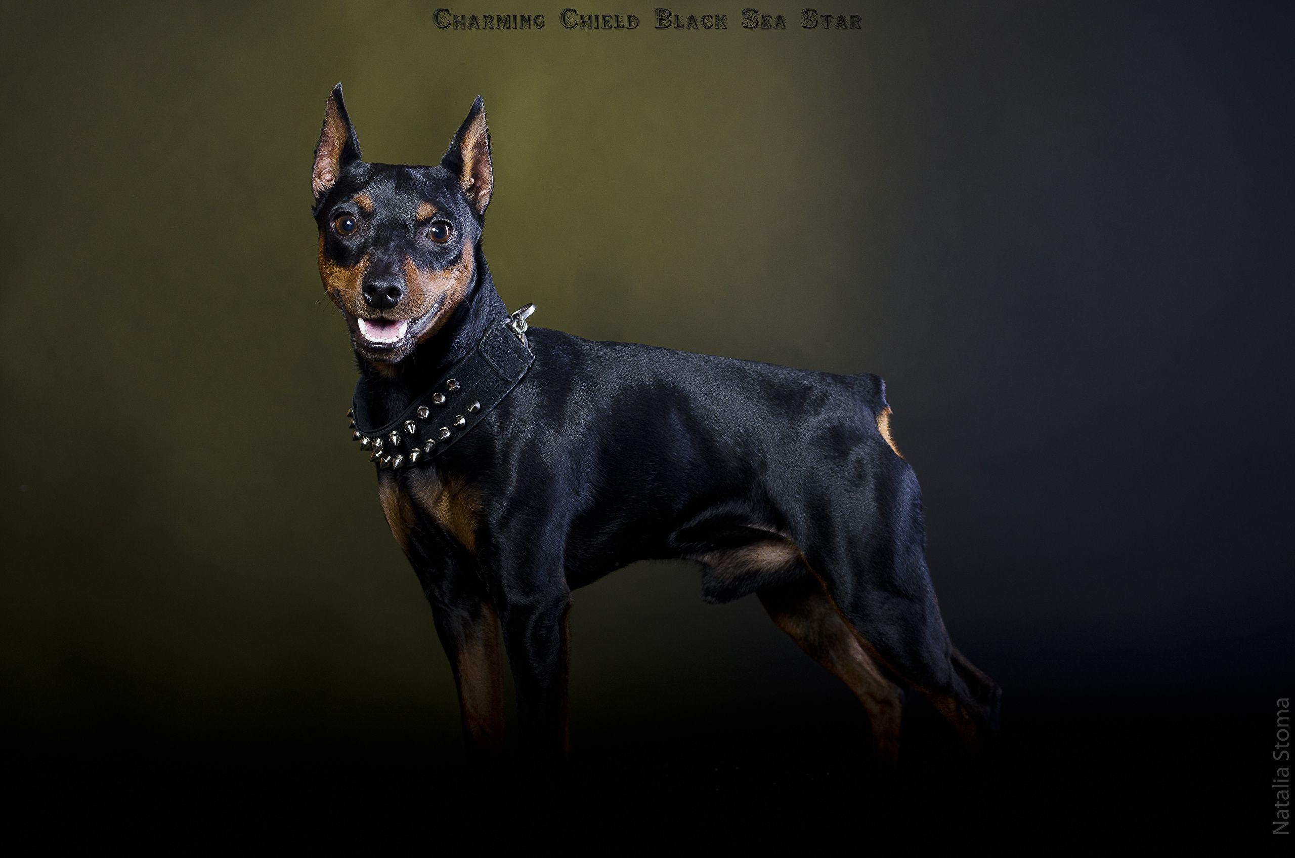 Black Doberman Wallpapers - Top Free Black Doberman Backgrounds - WallpaperAccess