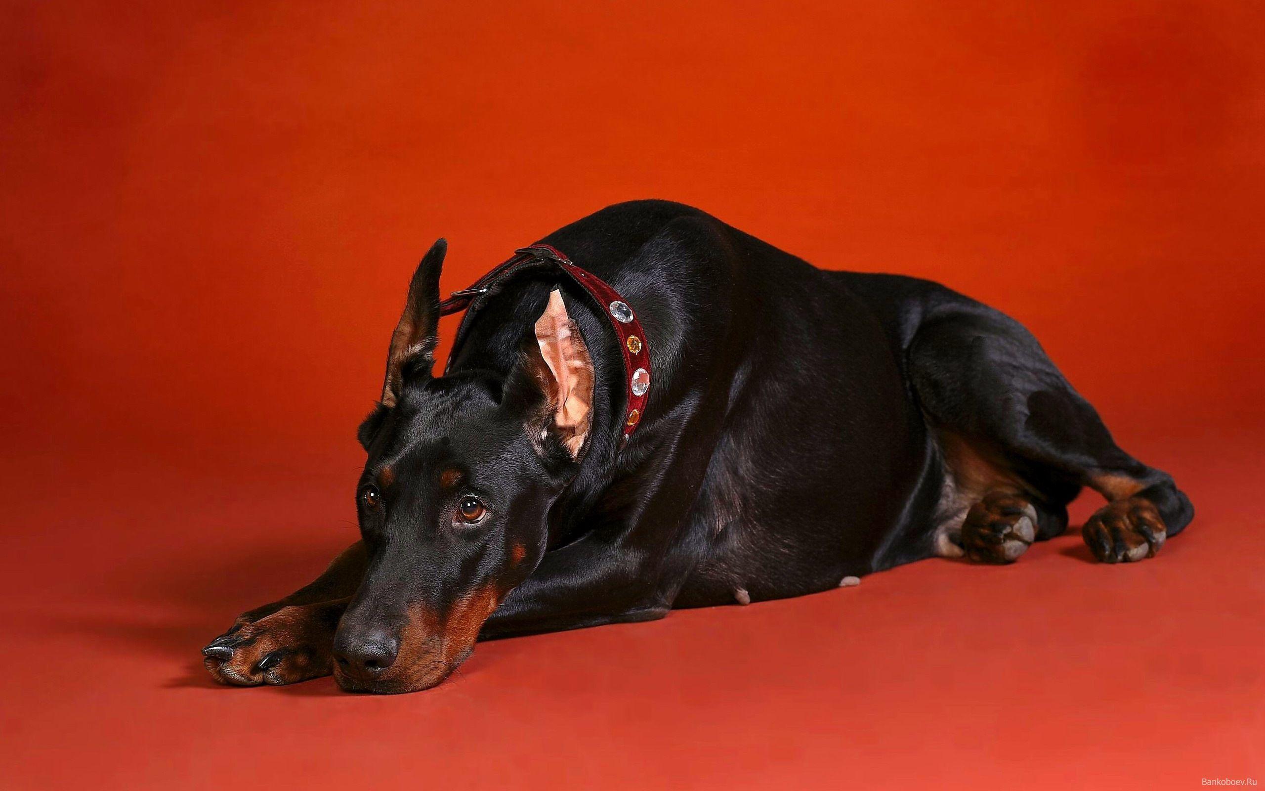 2560x1600 Free download Dobermann wallpaper [2560x1600] for your Desktop
