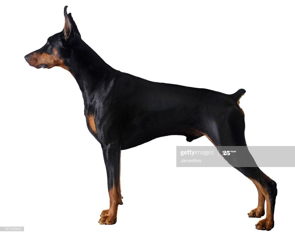 1024x816 Doberman Pinscher Stock Picture, Royalty Free Photo & Image