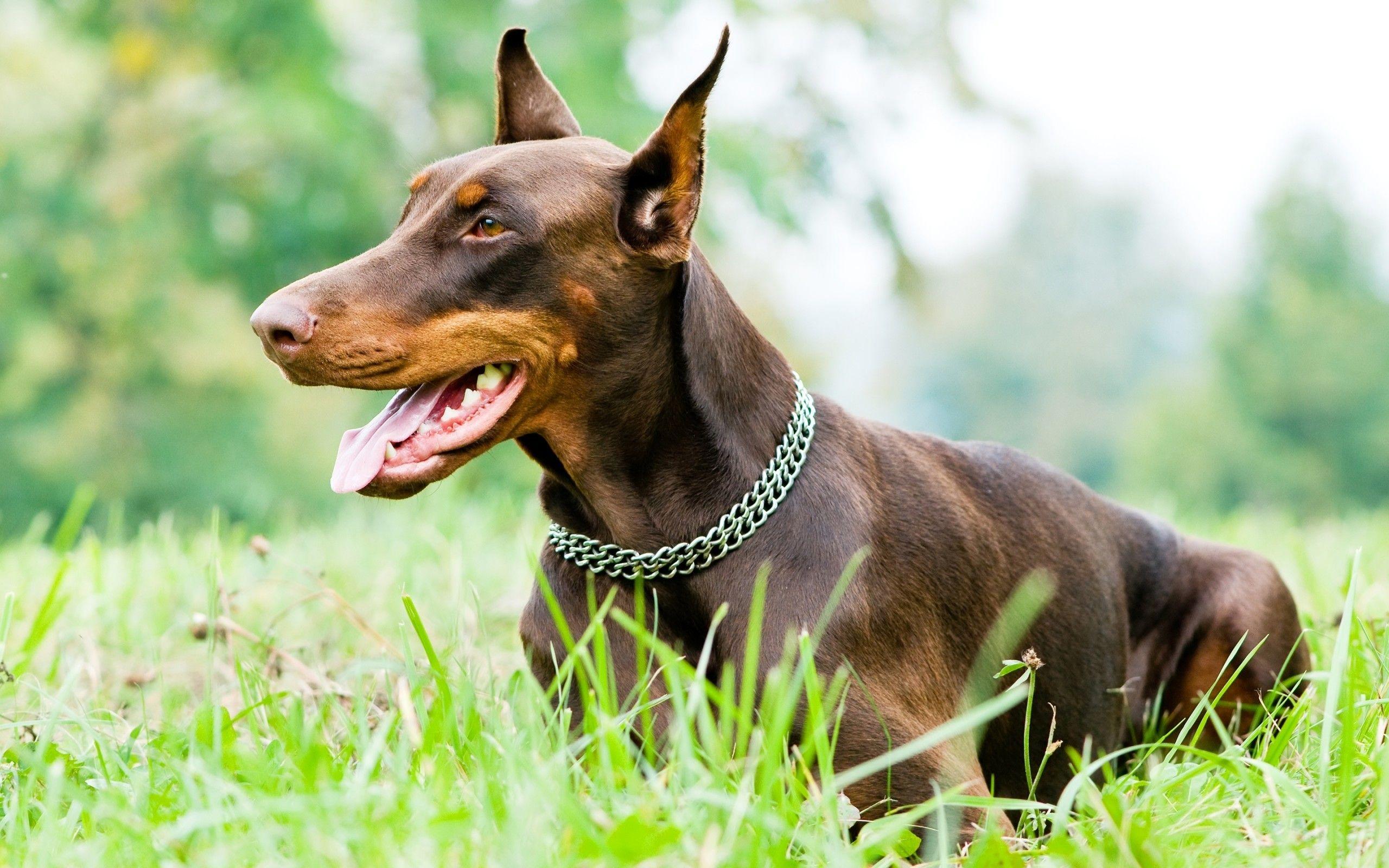 2560x1600 Doberman Wallpaper