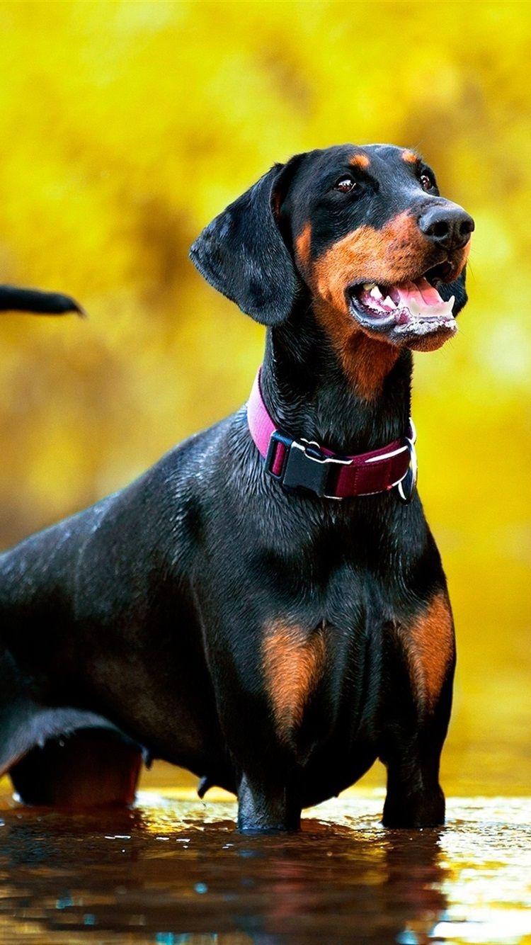 750x1334 iPhone Wallpaper Doberman Dog Stand In Water Dog