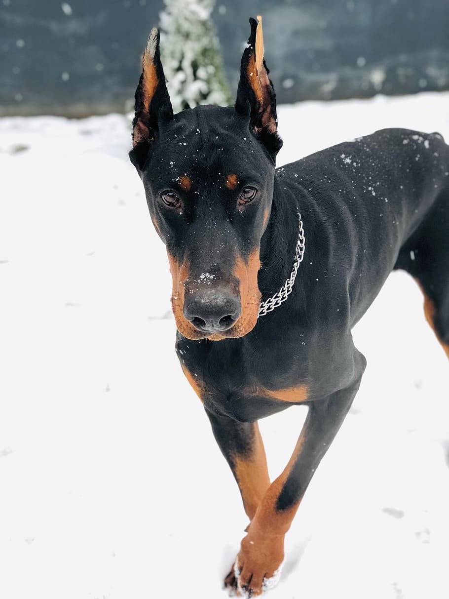 910x1213 HD wallpaper: doberman, hicarus hic of, ashanti, dog, canine, pets, one animal