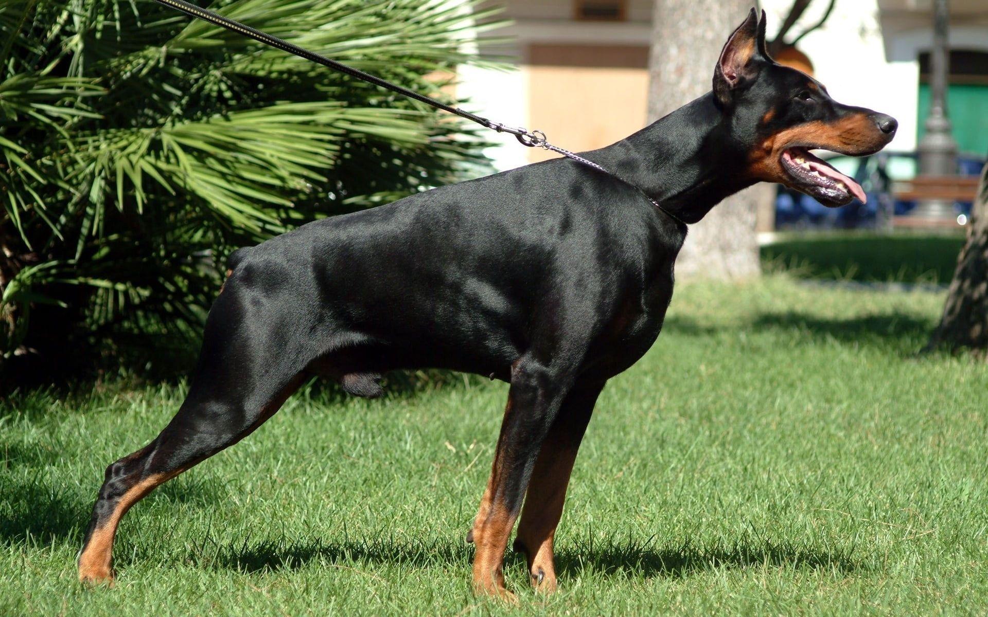 1920x1200 Adult black and tan Doberman pinscher, doberman, grass, dog