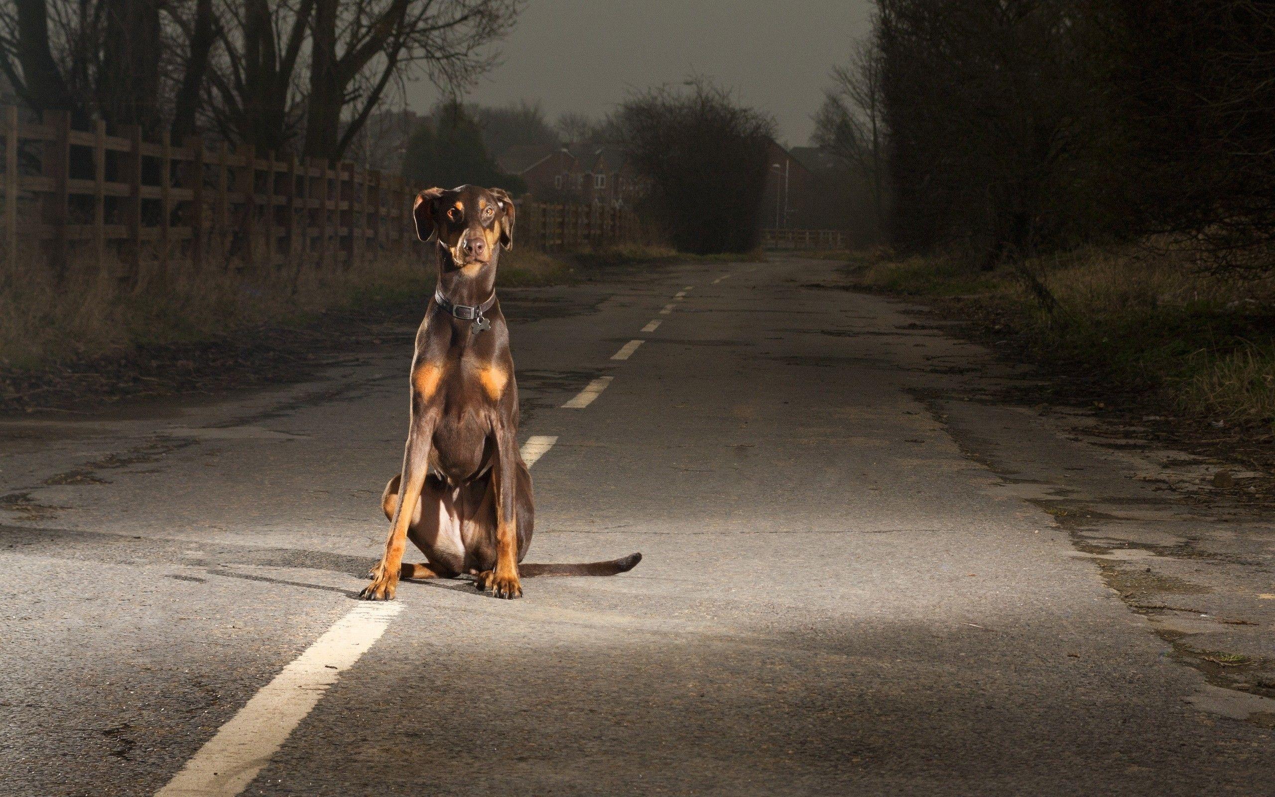 2560x1600 dogs, Roads, Doberman, Pinscher, Doberman Wallpaper HD / Desktop and Mobile Background
