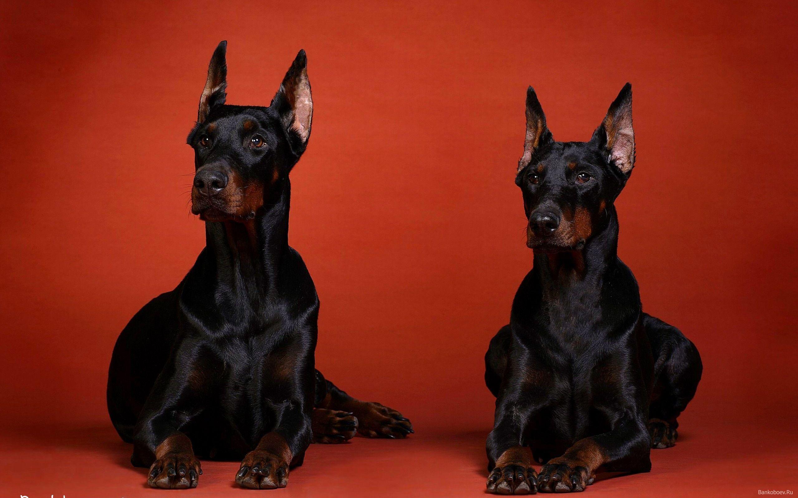 2560x1600 Doberman Wallpaper.