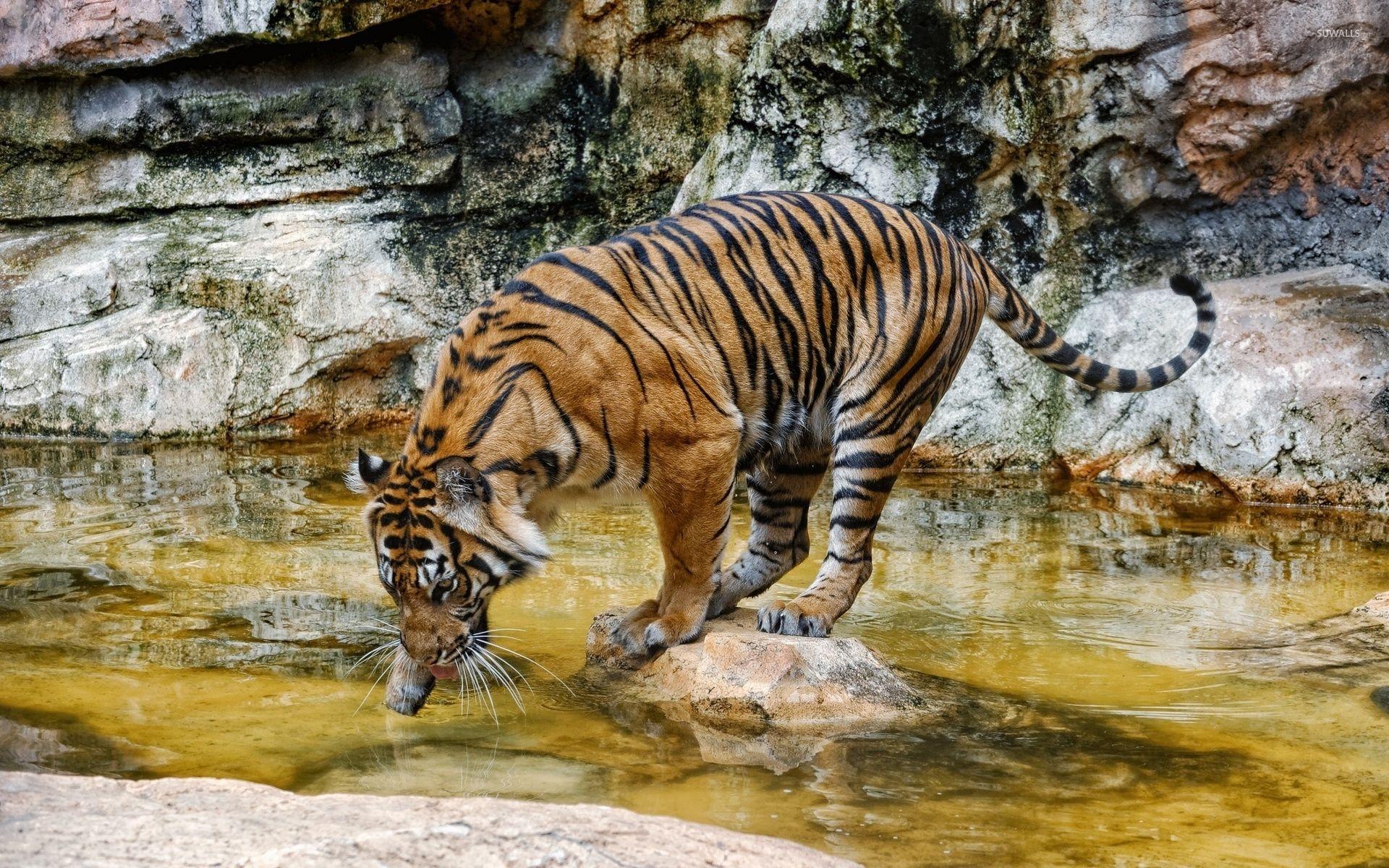 Tiger Drinking Water Wallpapers - Top Free Tiger Drinking Water ...