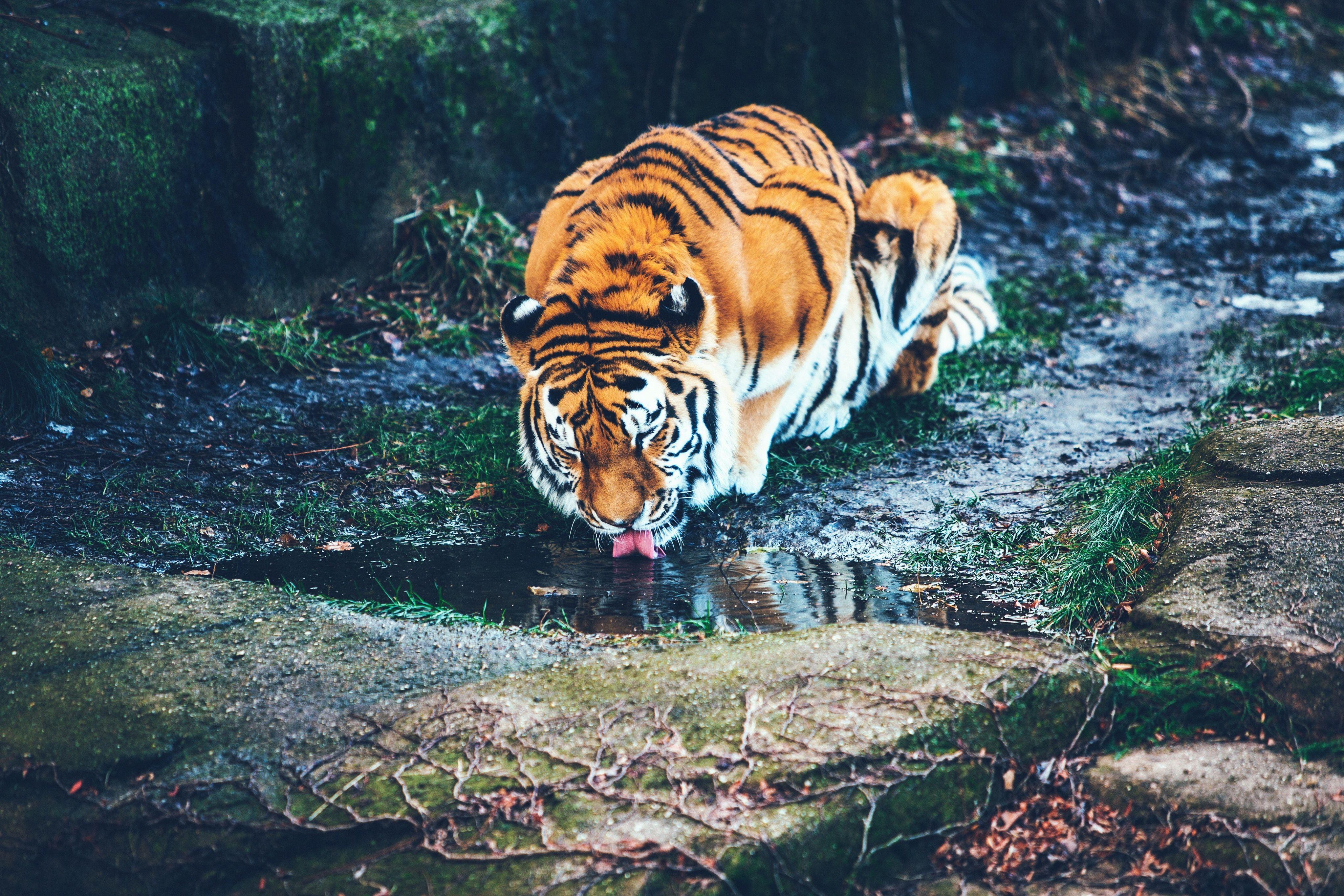 4094x2730 Tiger In Water Picture. Download Free Image