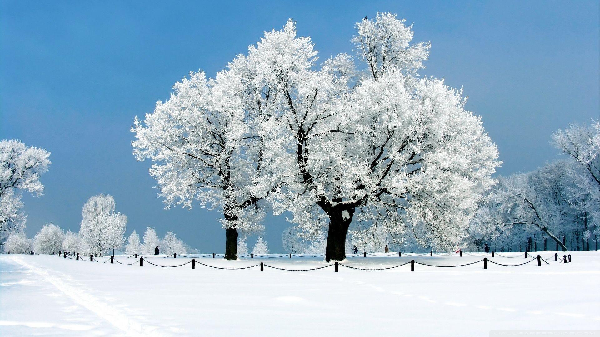 Winter Tree Wallpapers Top Free Winter Tree Backgrounds Wallpaperaccess