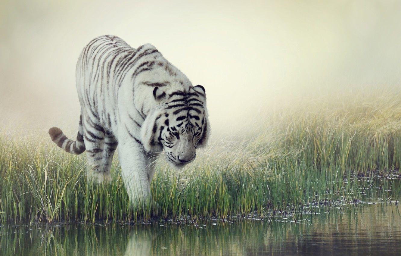 1332x850 Wallpaper white, grass, water, tiger, background, blur, striped