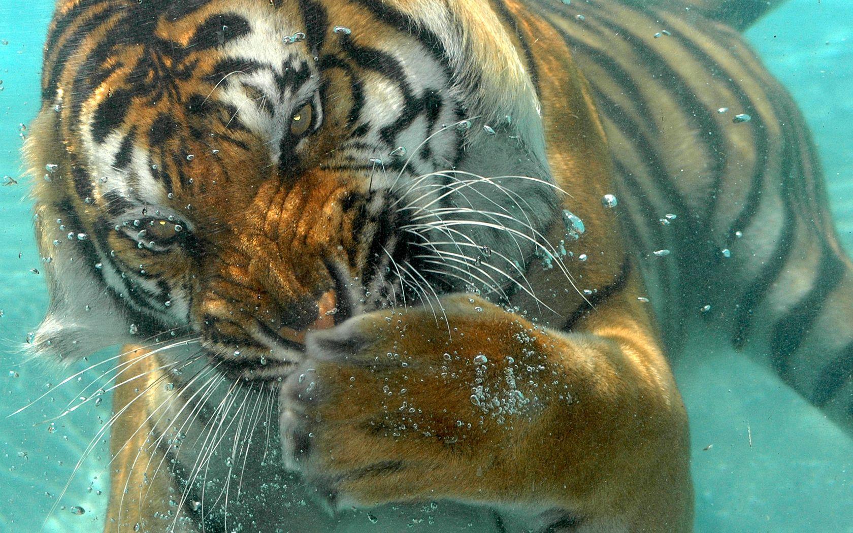 1680x1050 Free download underwater wallpaper tiger ocean striped predator HD