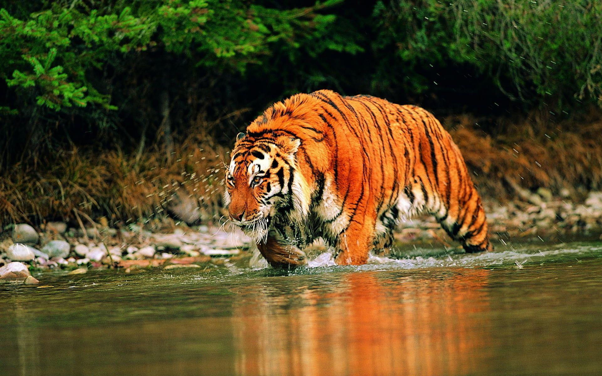 1920x1200 Tiger on water HD wallpaper
