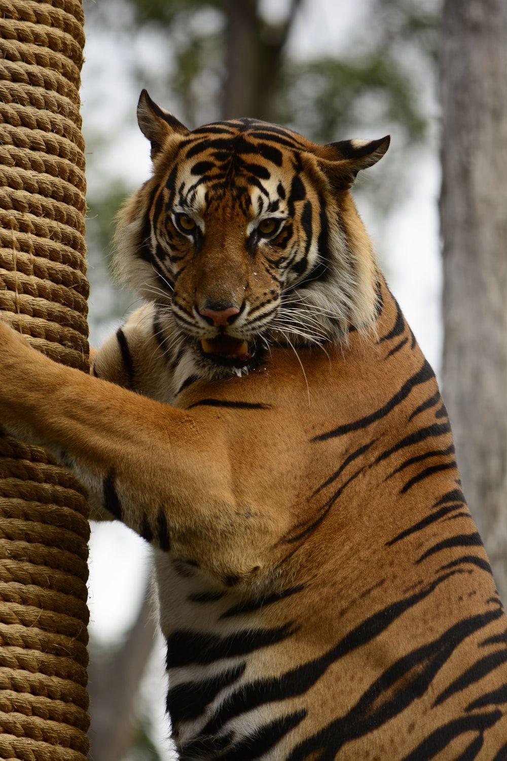 1000x1500 Tiger Face Picture [HD]. Download Free Image