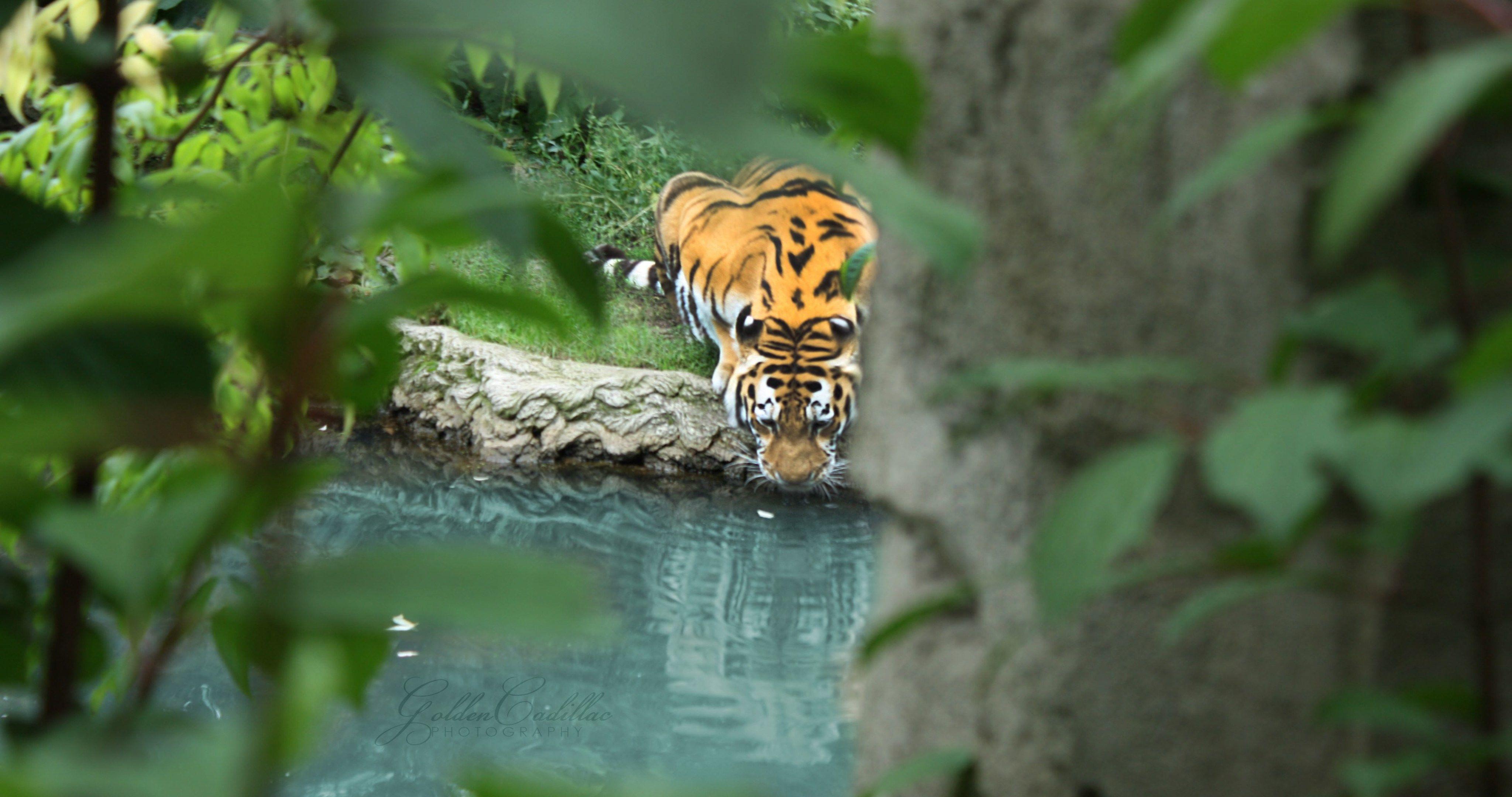 4096x2160 Tiger In Water HD