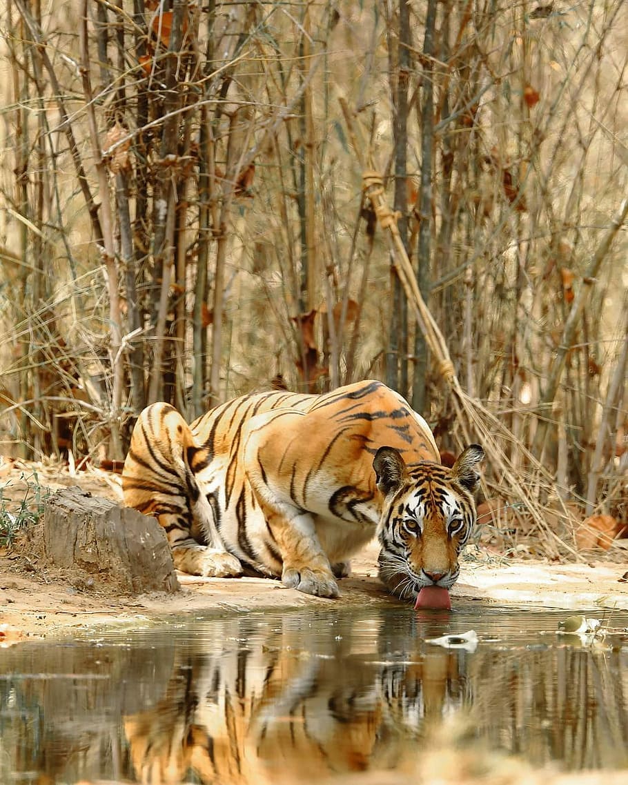 910x1138 HD wallpaper: brown tiger drinking beside body of water during daytime, nature