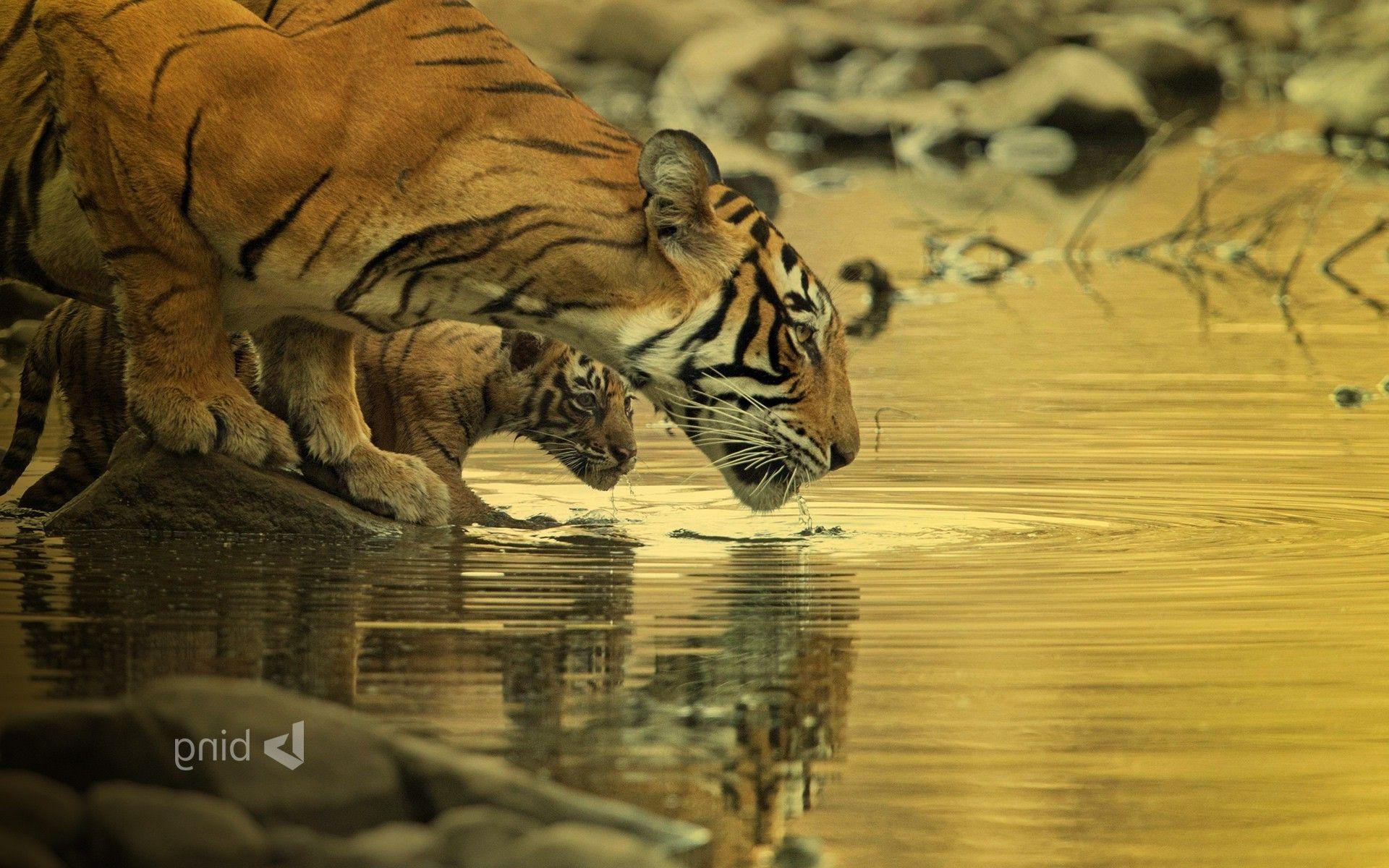 1920x1200 Tiger Bing Wallpaper Big Cats Baby Animals Water Animals