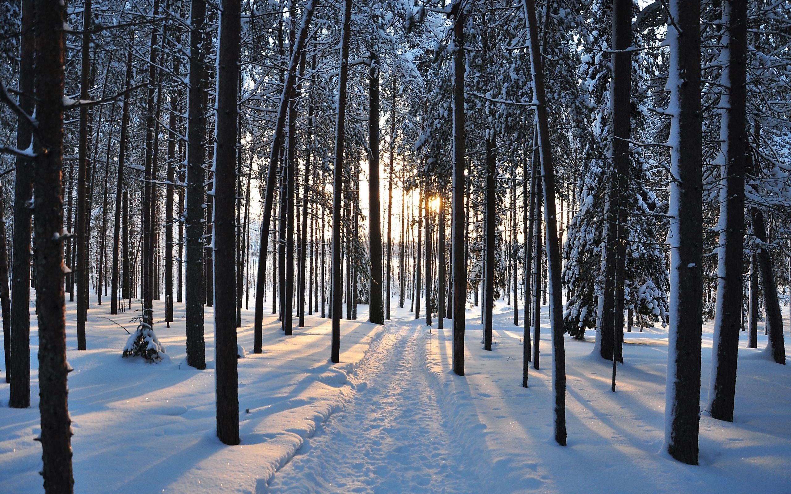 Snowy Trees Wallpaper 4K - White tree, winter, blue sky. - canvas-spatula
