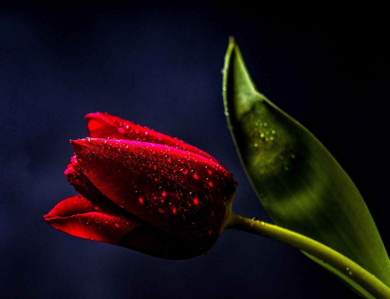 1280x983 Free 4K Desktop Wallpaper Dark & Windows Wallpaper Image