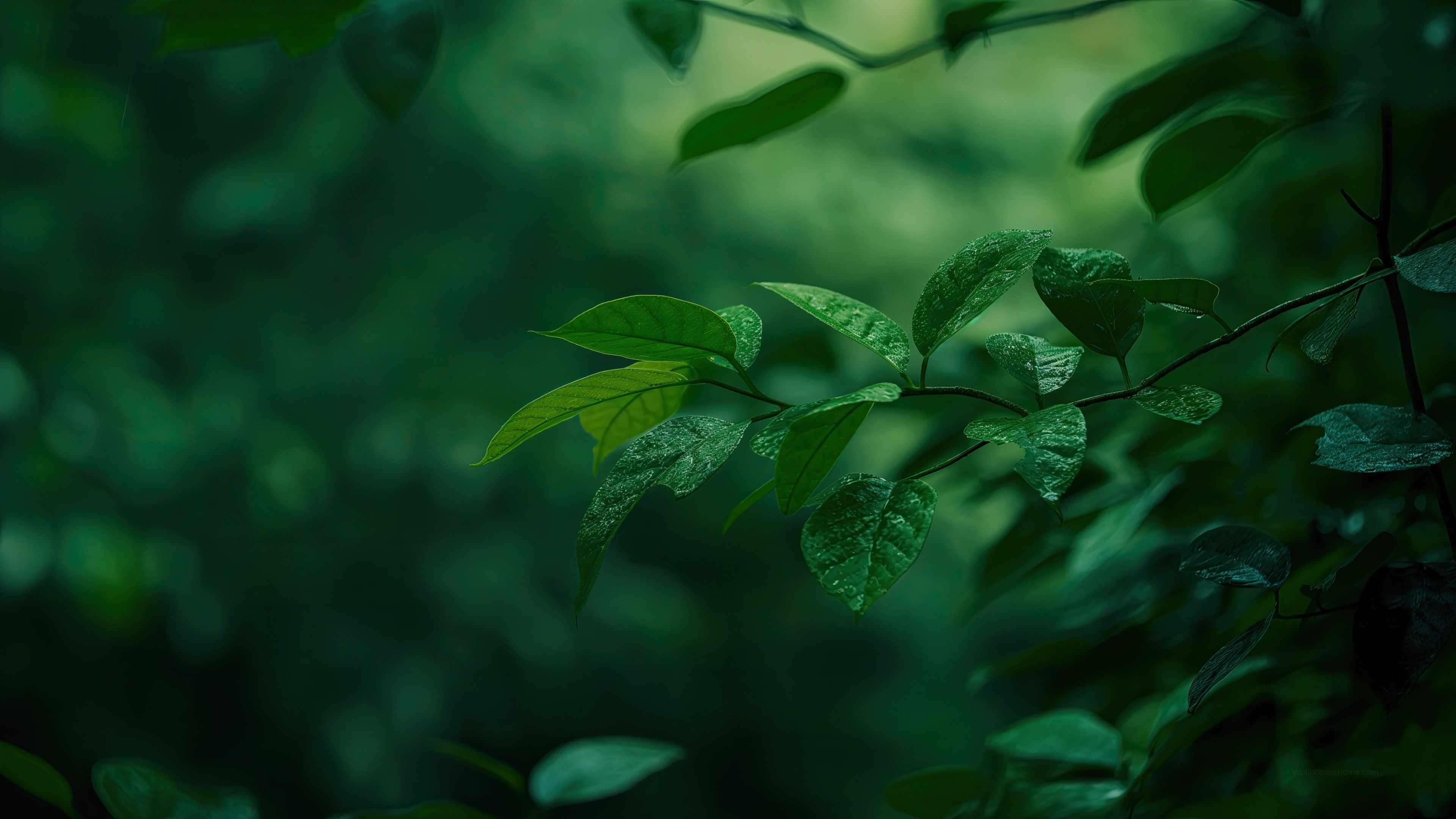 3840x2160 Leaves Wallpaper 4K, Plant life