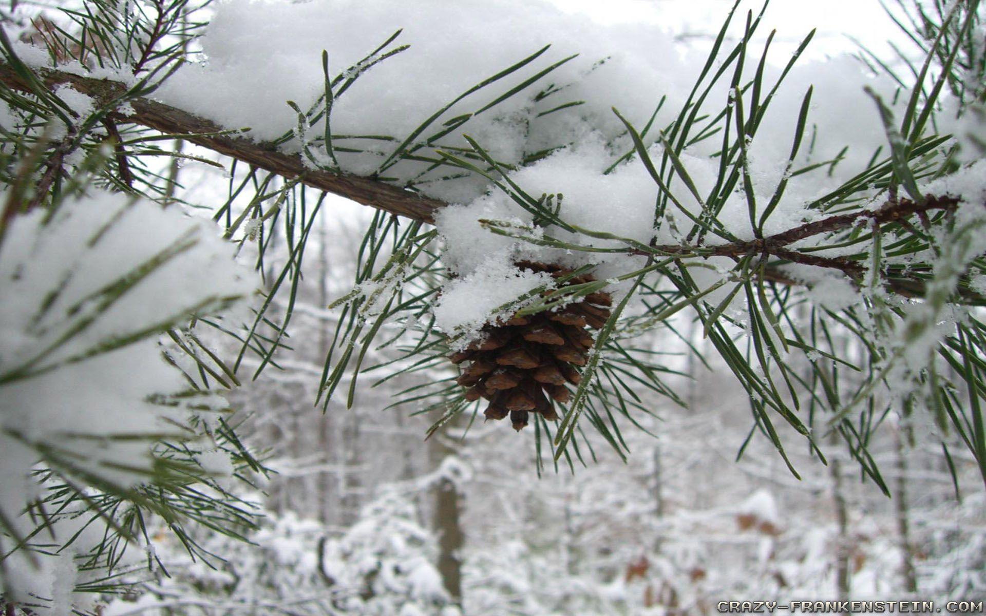 1920x1200 Winter Tree wallpaper 2